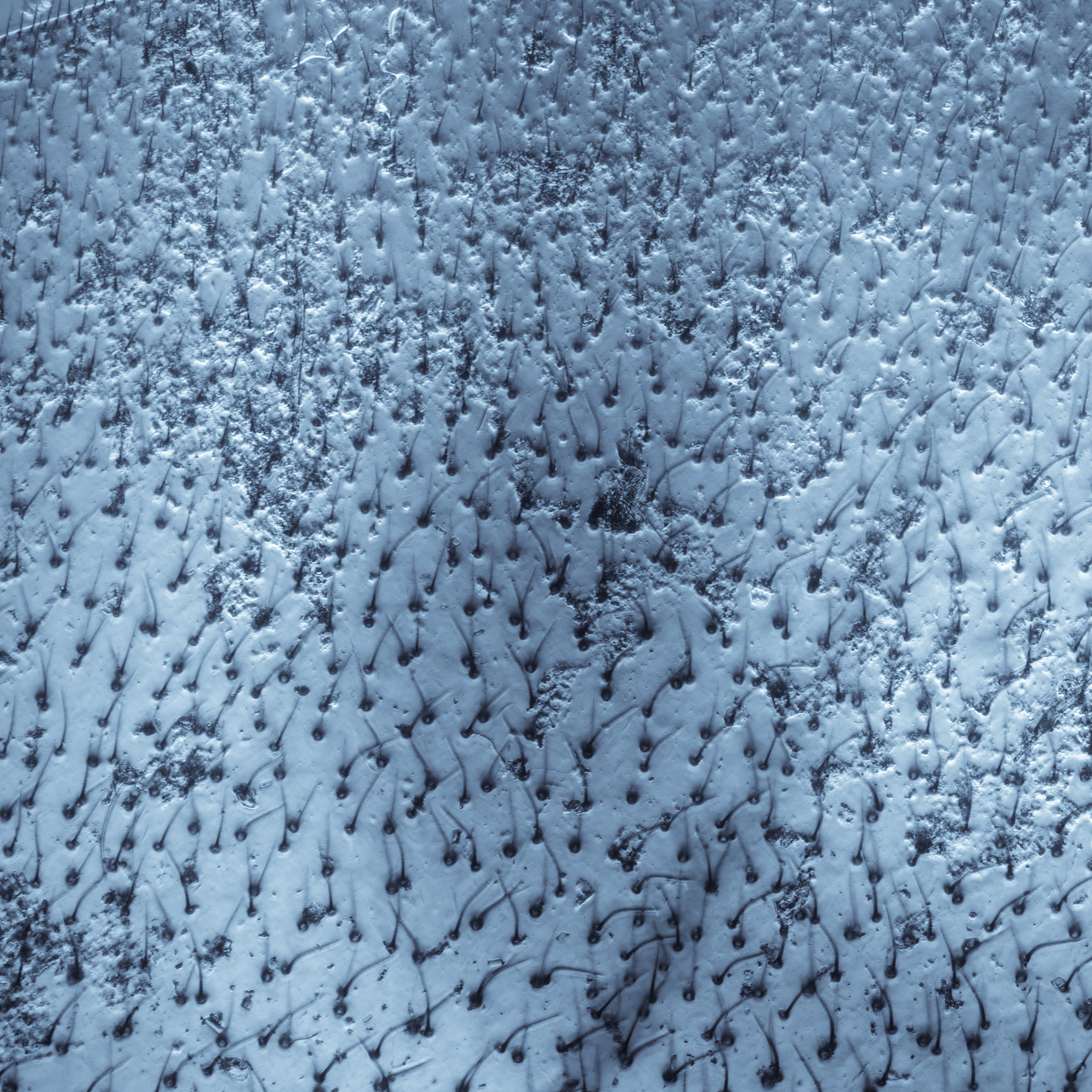 植物生理学与分子生物学研究范围介绍 - 涵盖生长、代谢、适应和互作