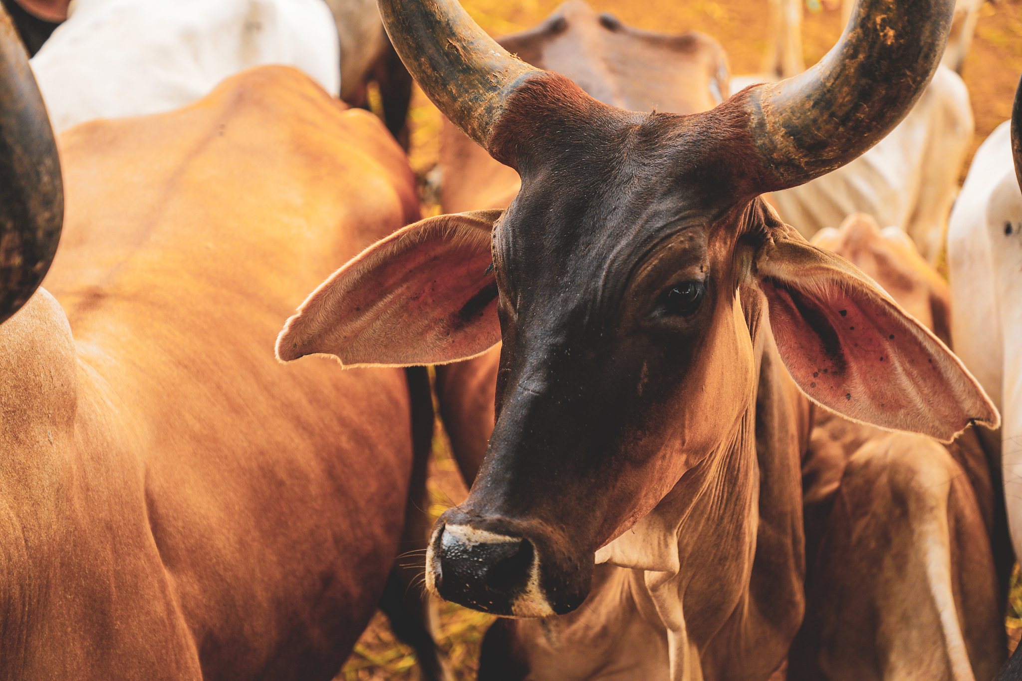 寻找奶牛群的中间产量