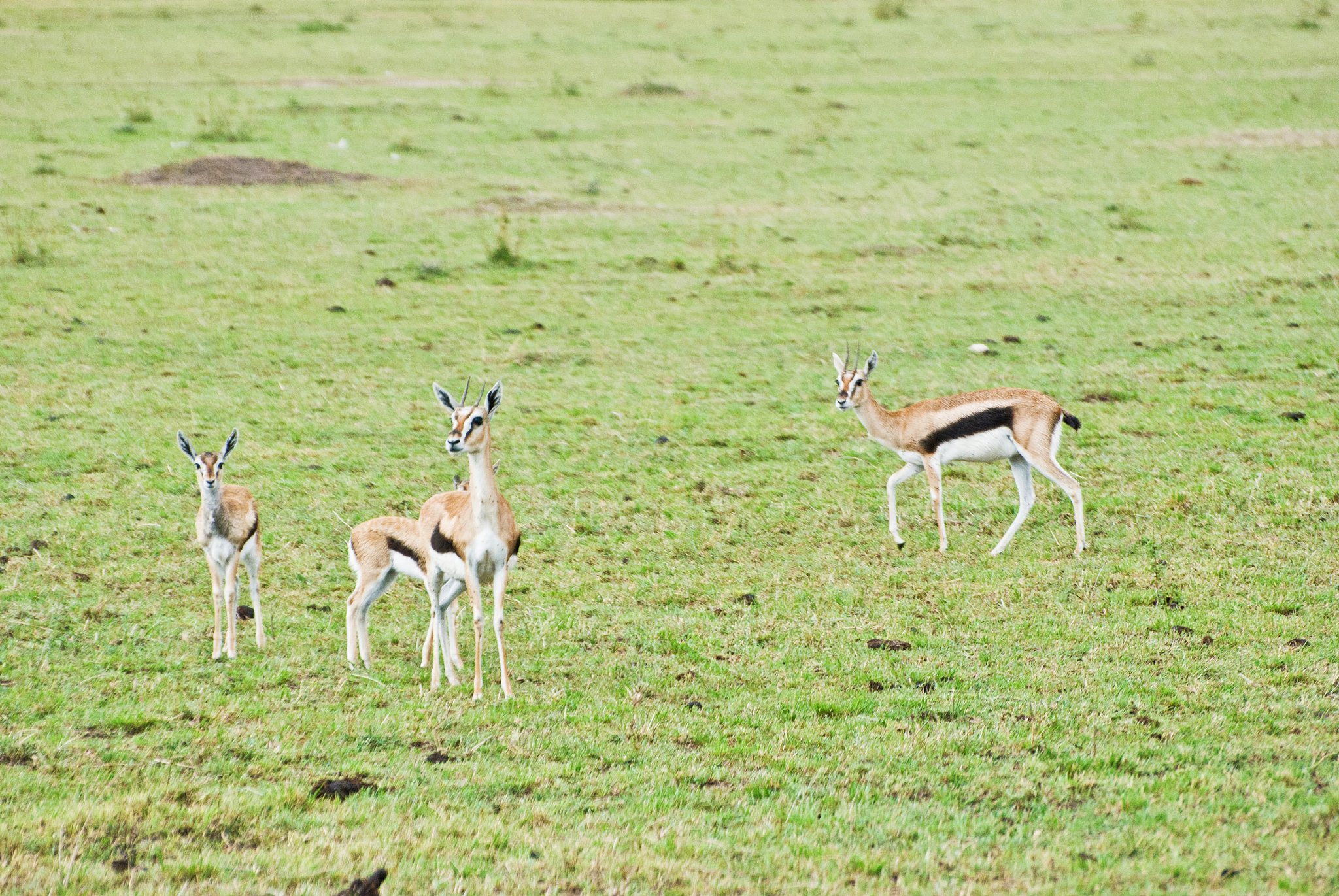 herd of thomson's gazelles aka tommies (eudorcas thomsonii) on d