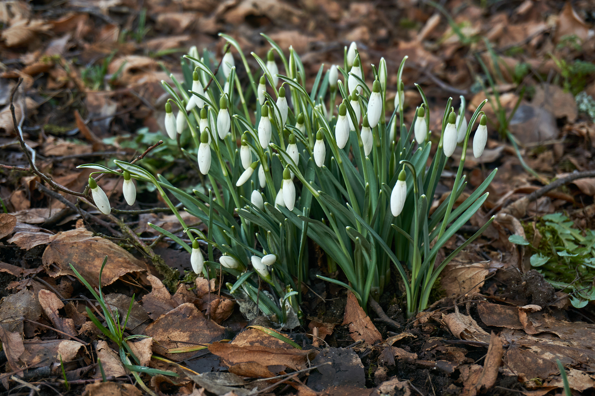 beautiful snowdrop flowers galanthus nivalis at spring.