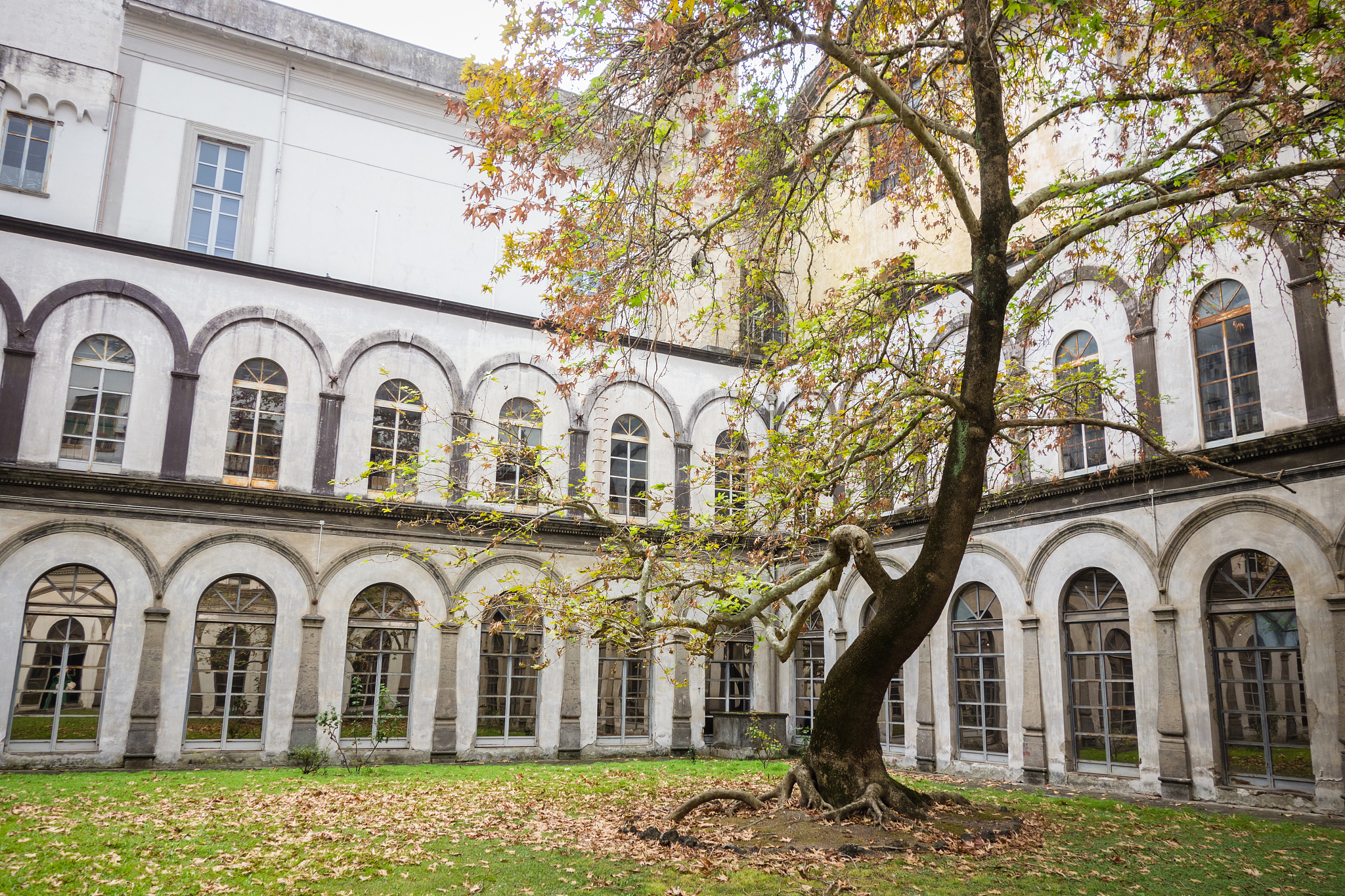 ancient cloister with plane tree