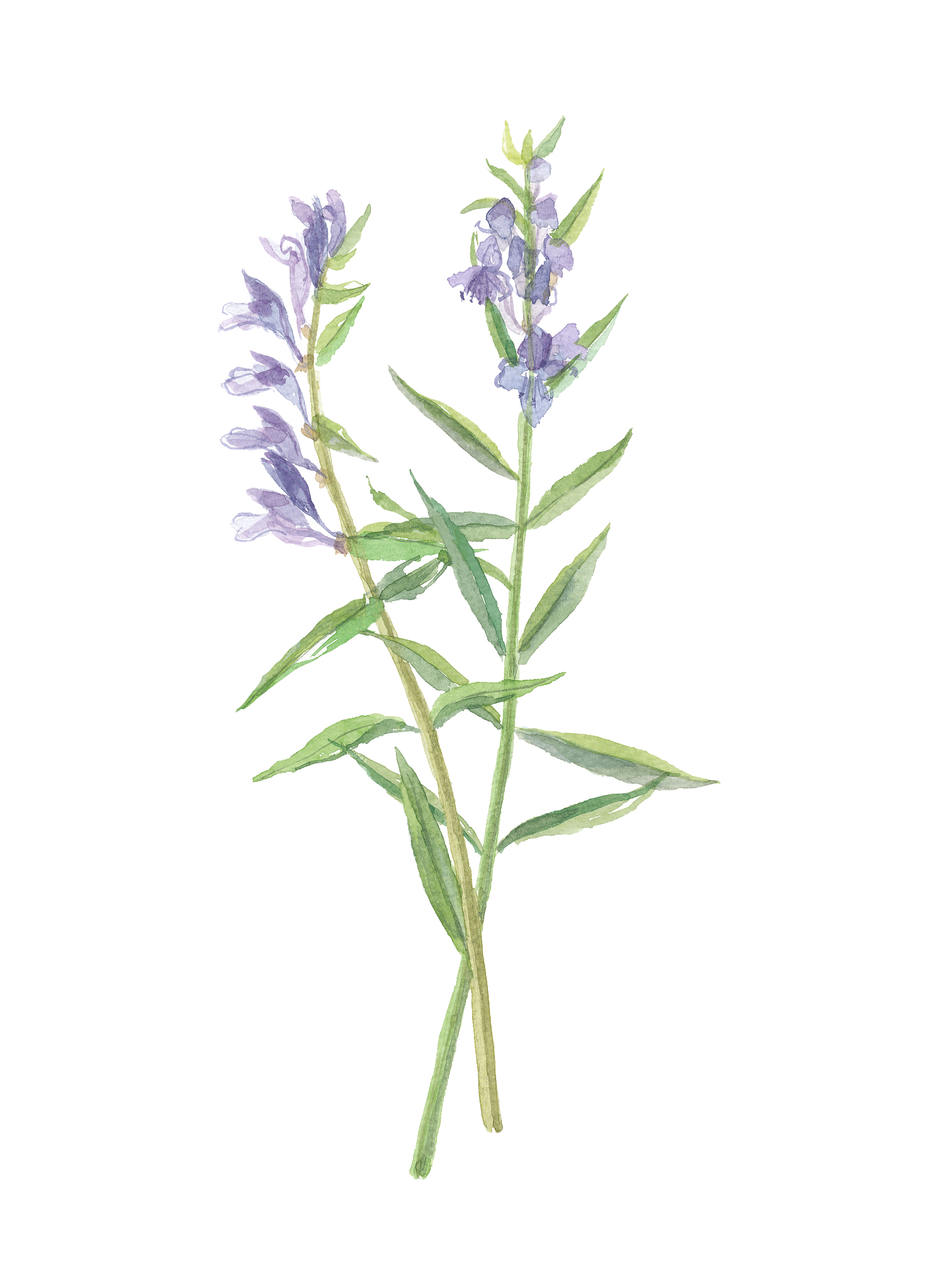 淘米水能不能兑活力素一起浇花