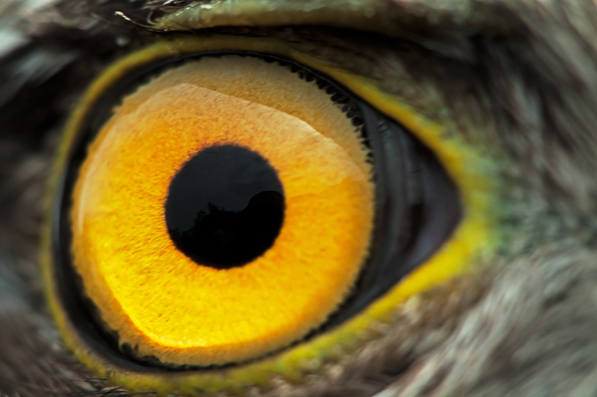 bird eye