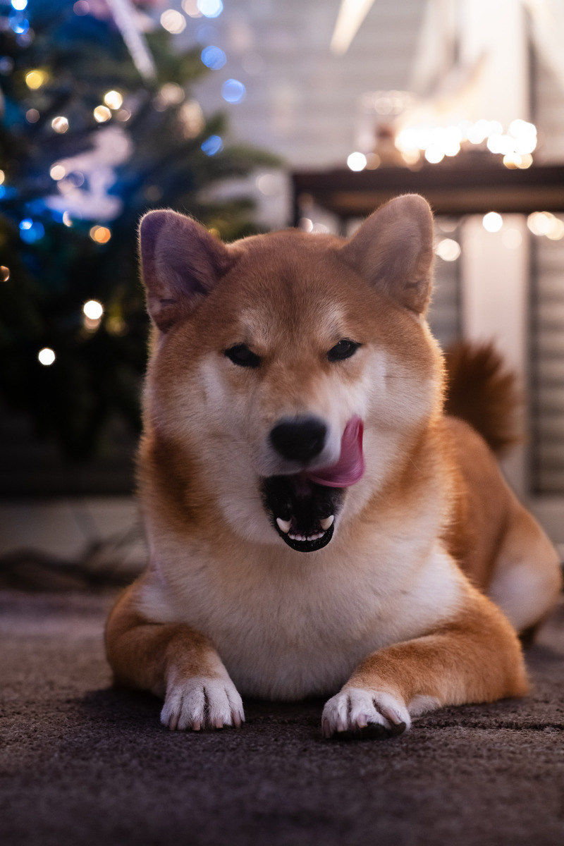 柴犬掉毛会一块一块掉吗