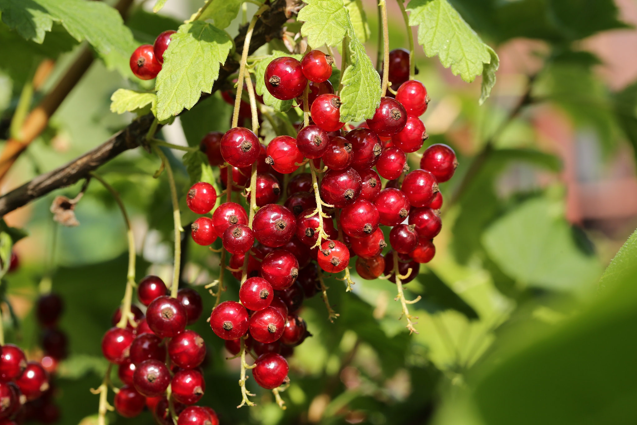 red currants in the garden