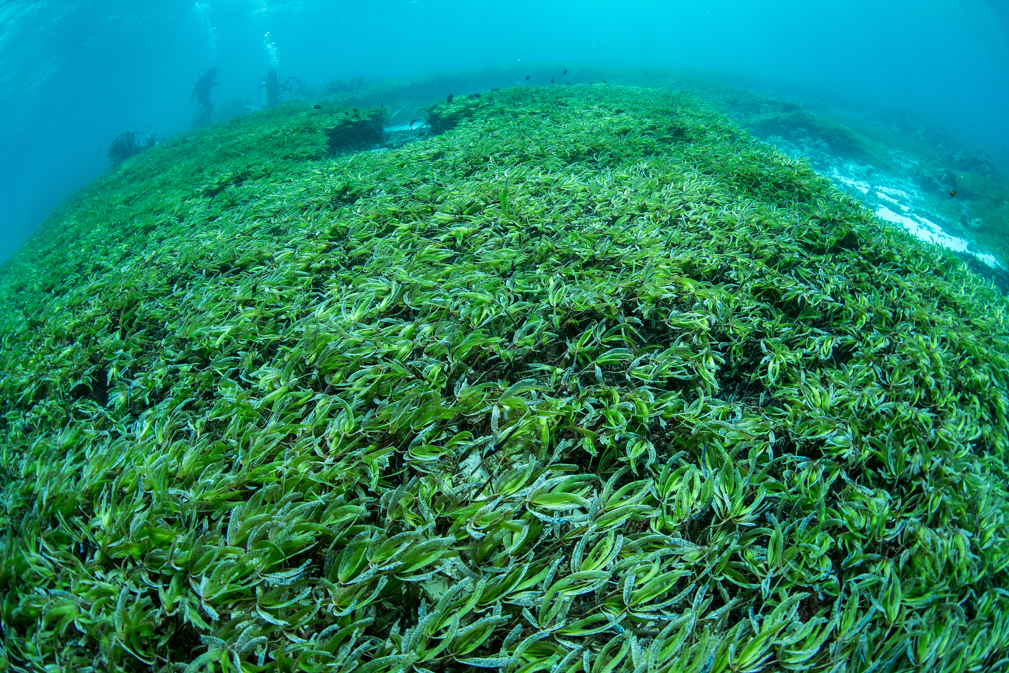 seagrass bed and marine life in wakatobi national park, indonesi