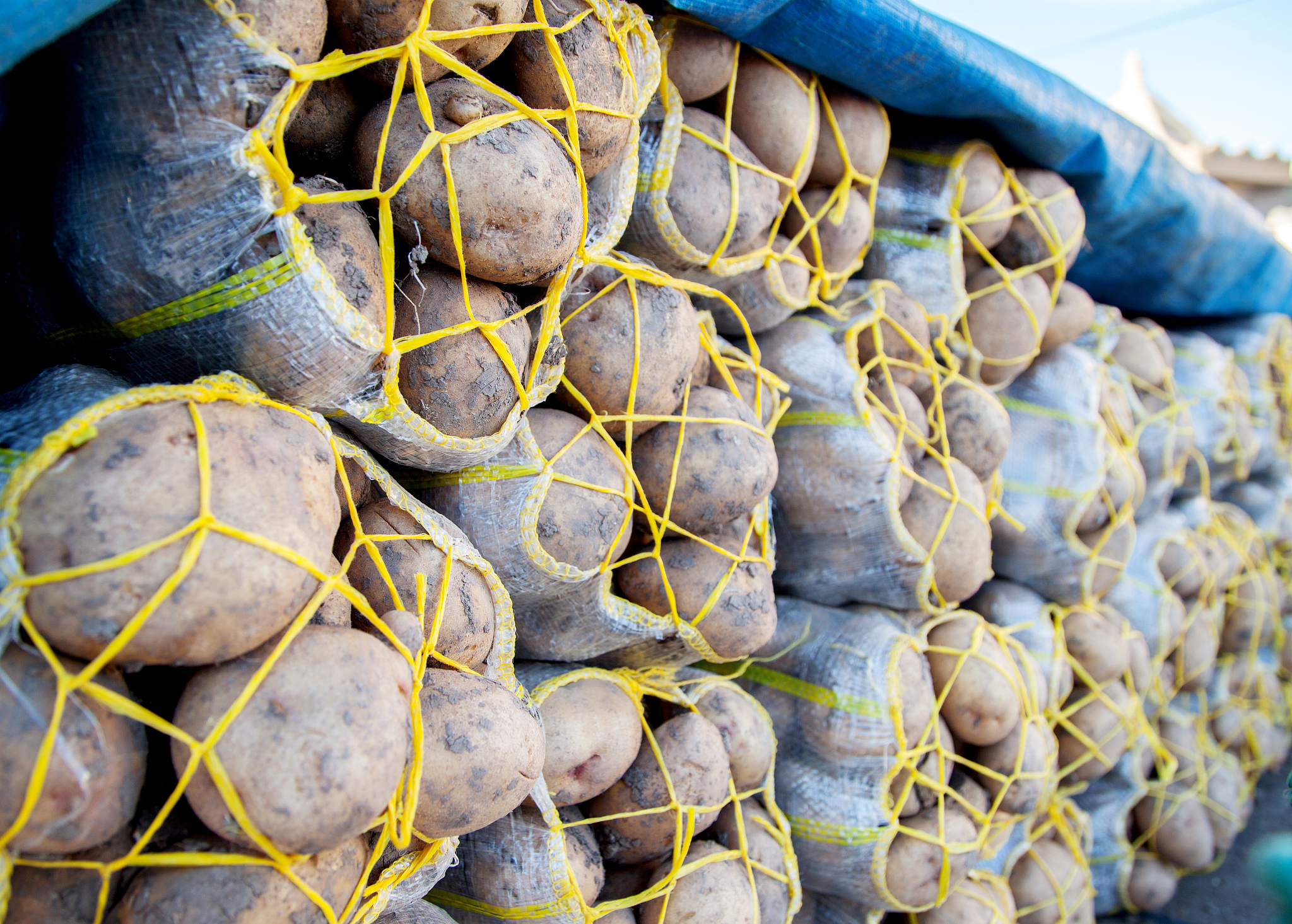 Please use Gardeners Best® Jumbo Potato Grow Bag as a title to generate a 1000-2000 word introduction and evaluation as well as consumer feedback Generate a Midjourney command to insert into the artic