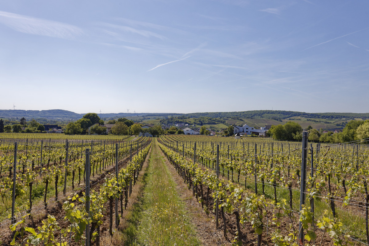 domain gratis selamanya