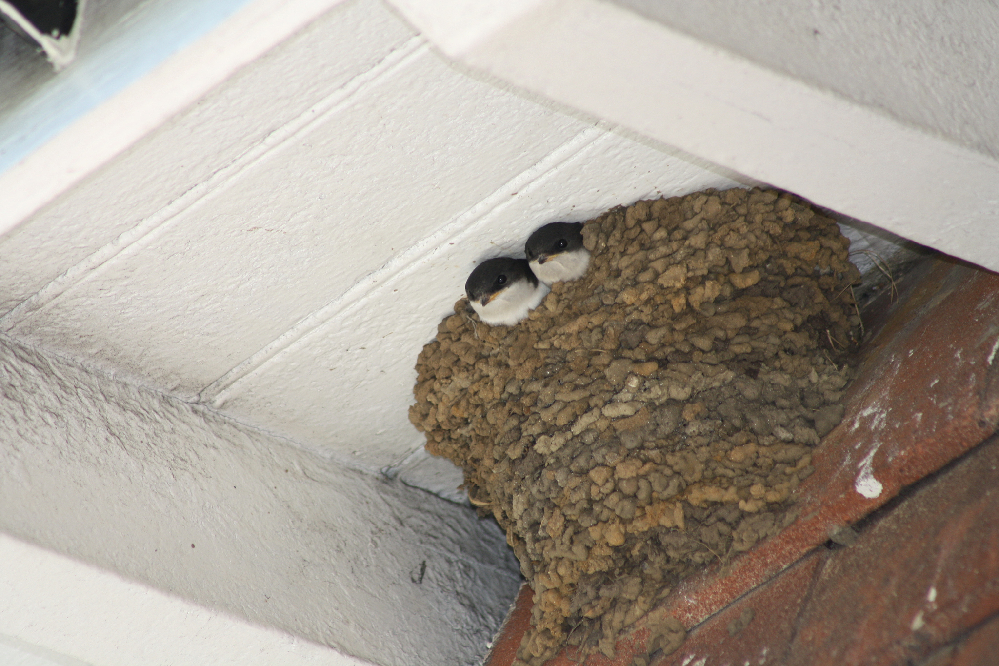 young house martins in their nest
