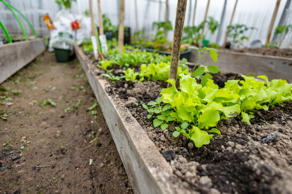 20平米菜园有多大