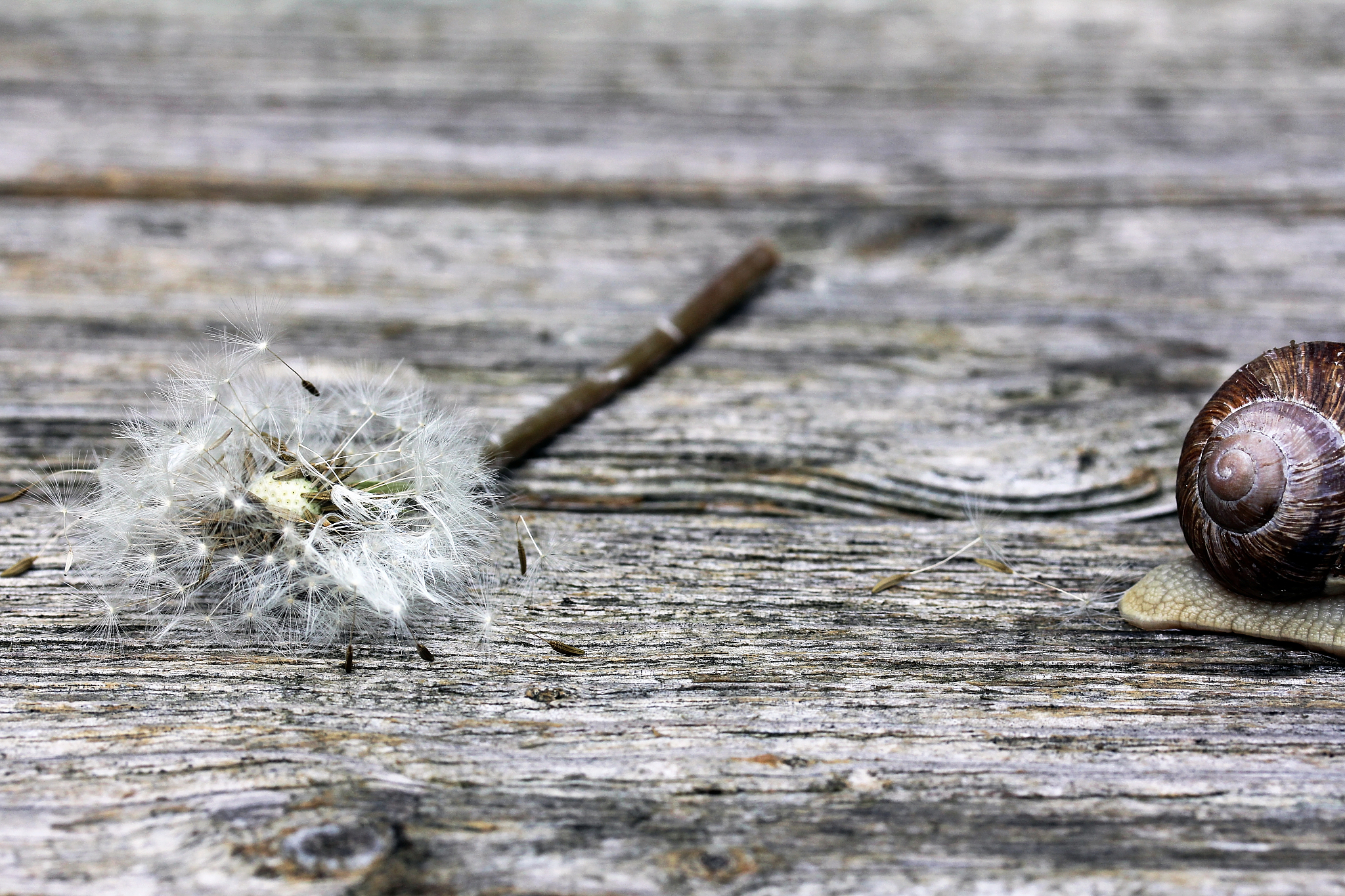 环节动物的运动器官：体节和腹足详解