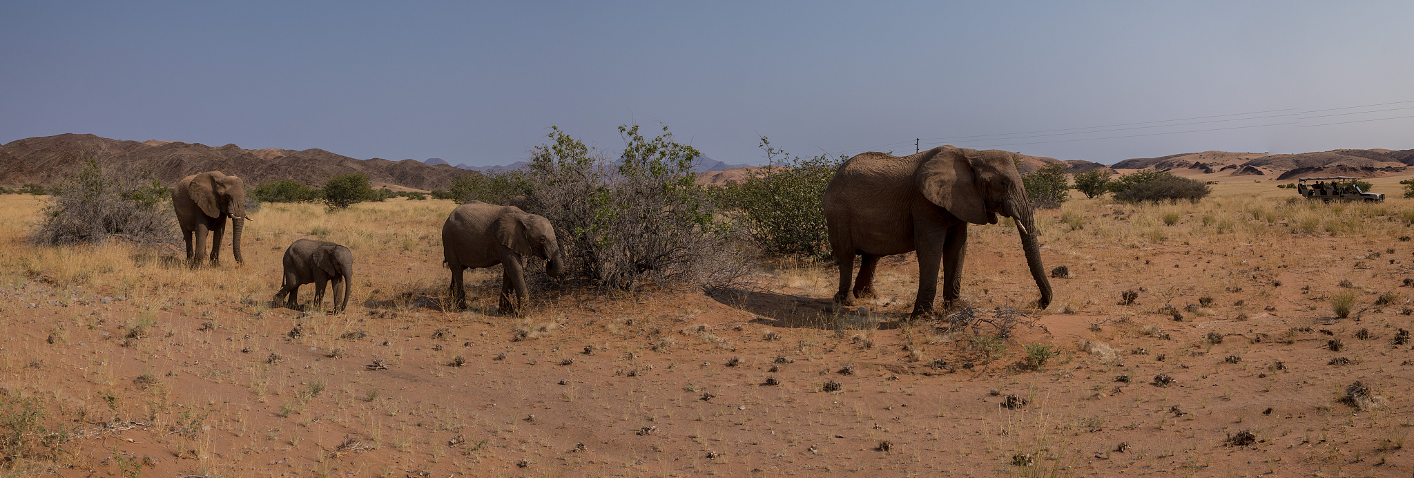 wildlife, namibia