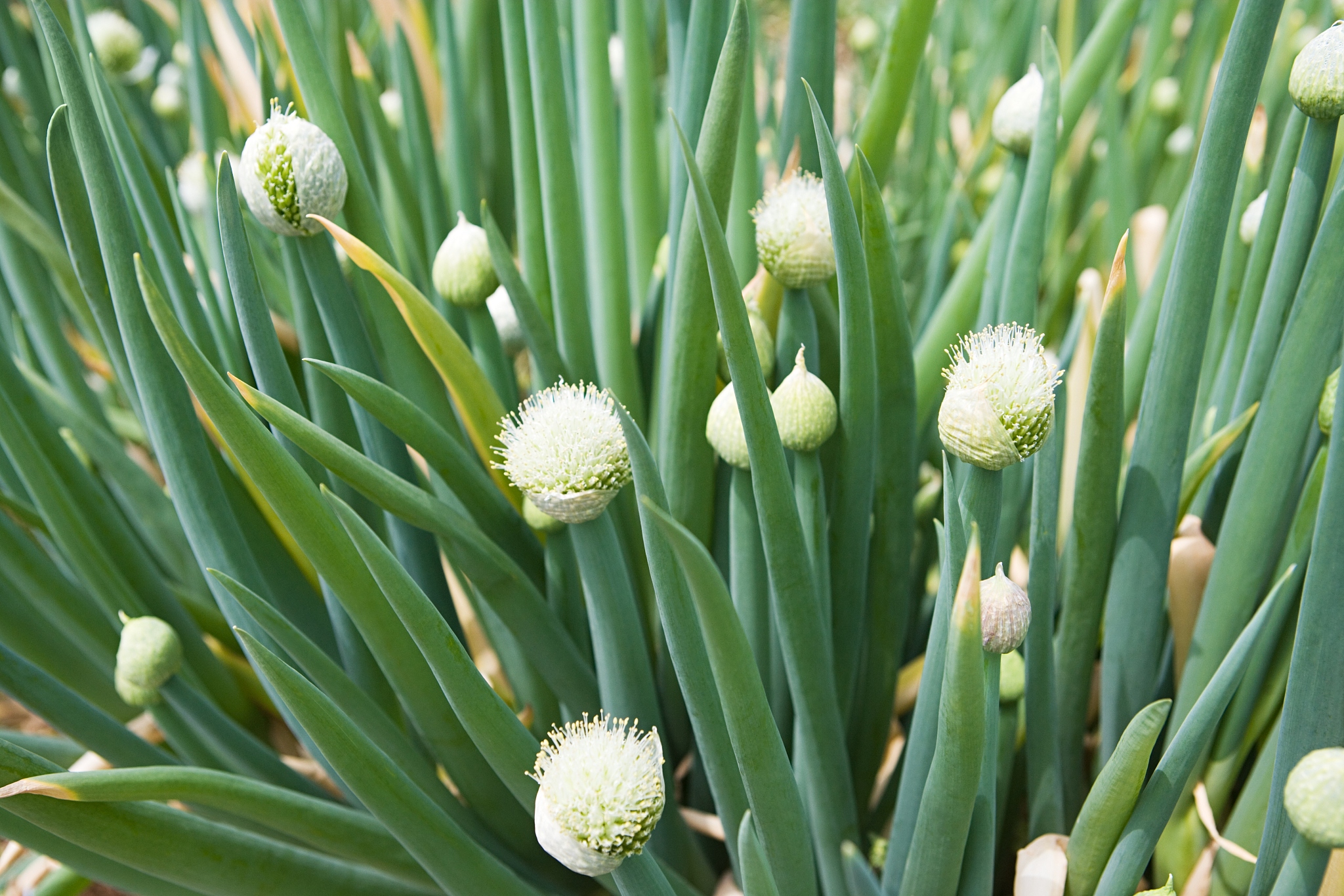 allium
