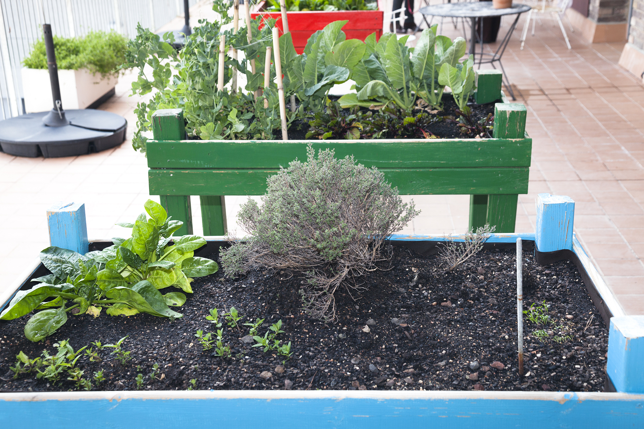 我有一袋种子，是什么种子呢？