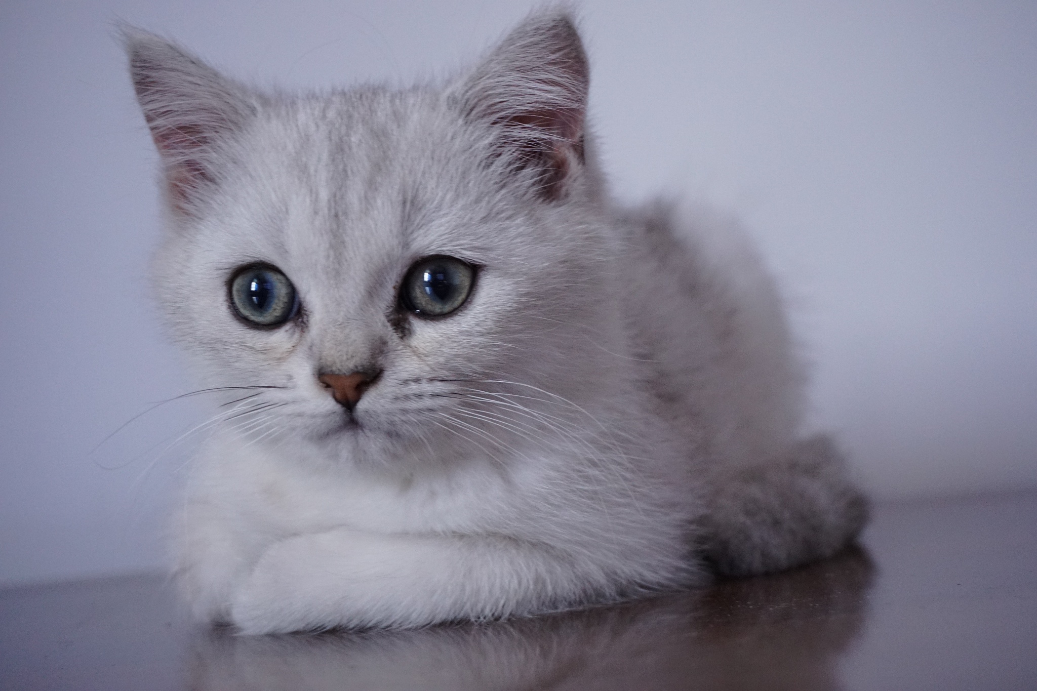 哇！小奶猫太可爱了！蓬松软萌，萌化你的心！😍