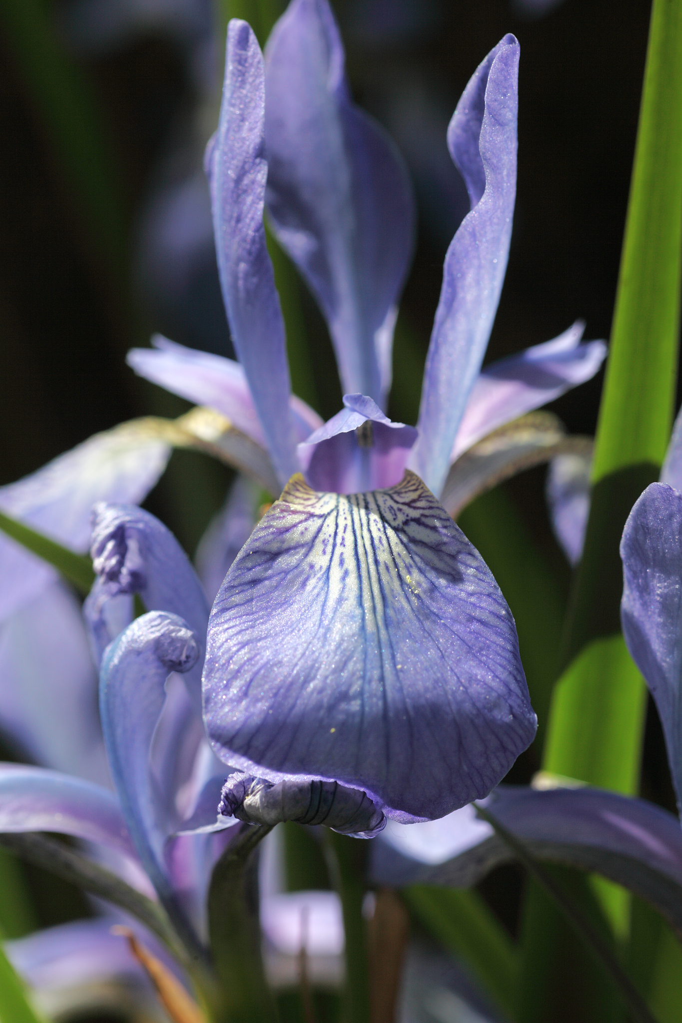 blue iris sibirica