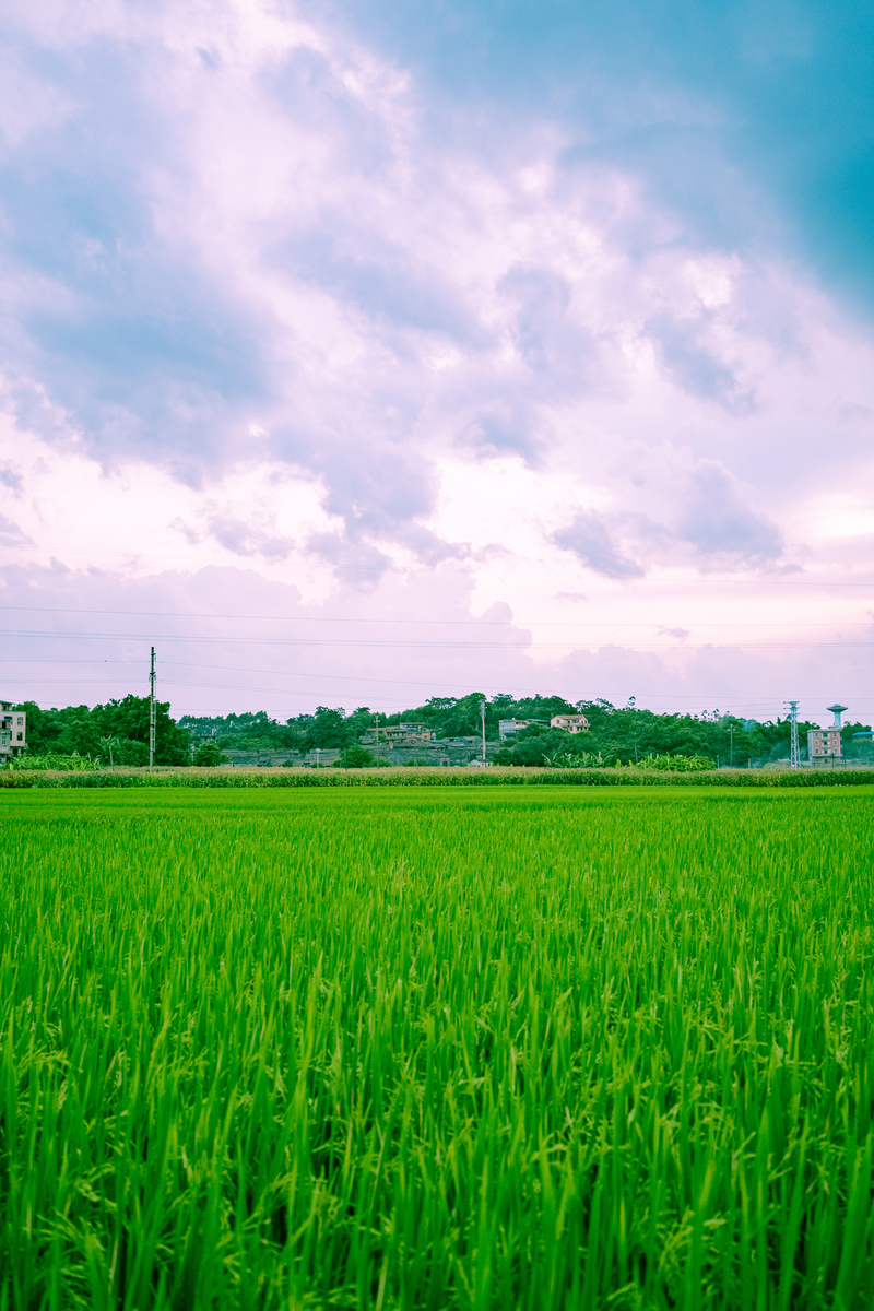 简单描述CCC认证对于手机的质量和安全的重要性。