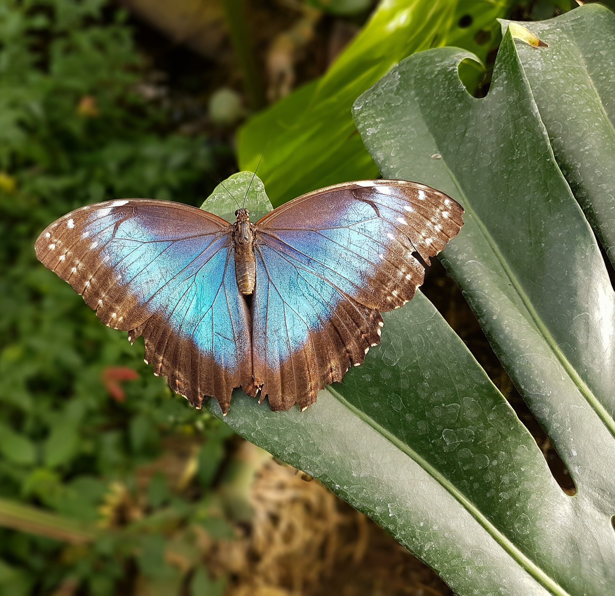 蝴蝶与寄主植物关系研究：粉蝶、弄蝶、灰蝶、凤蝶、蛱蝶