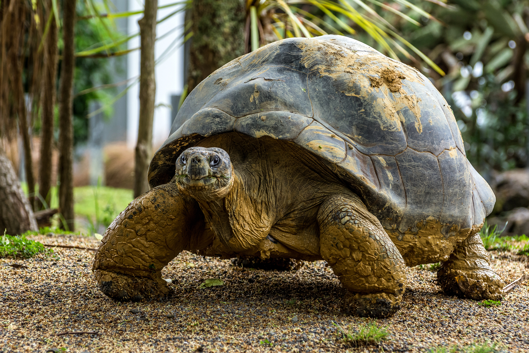 galapagos tortoise