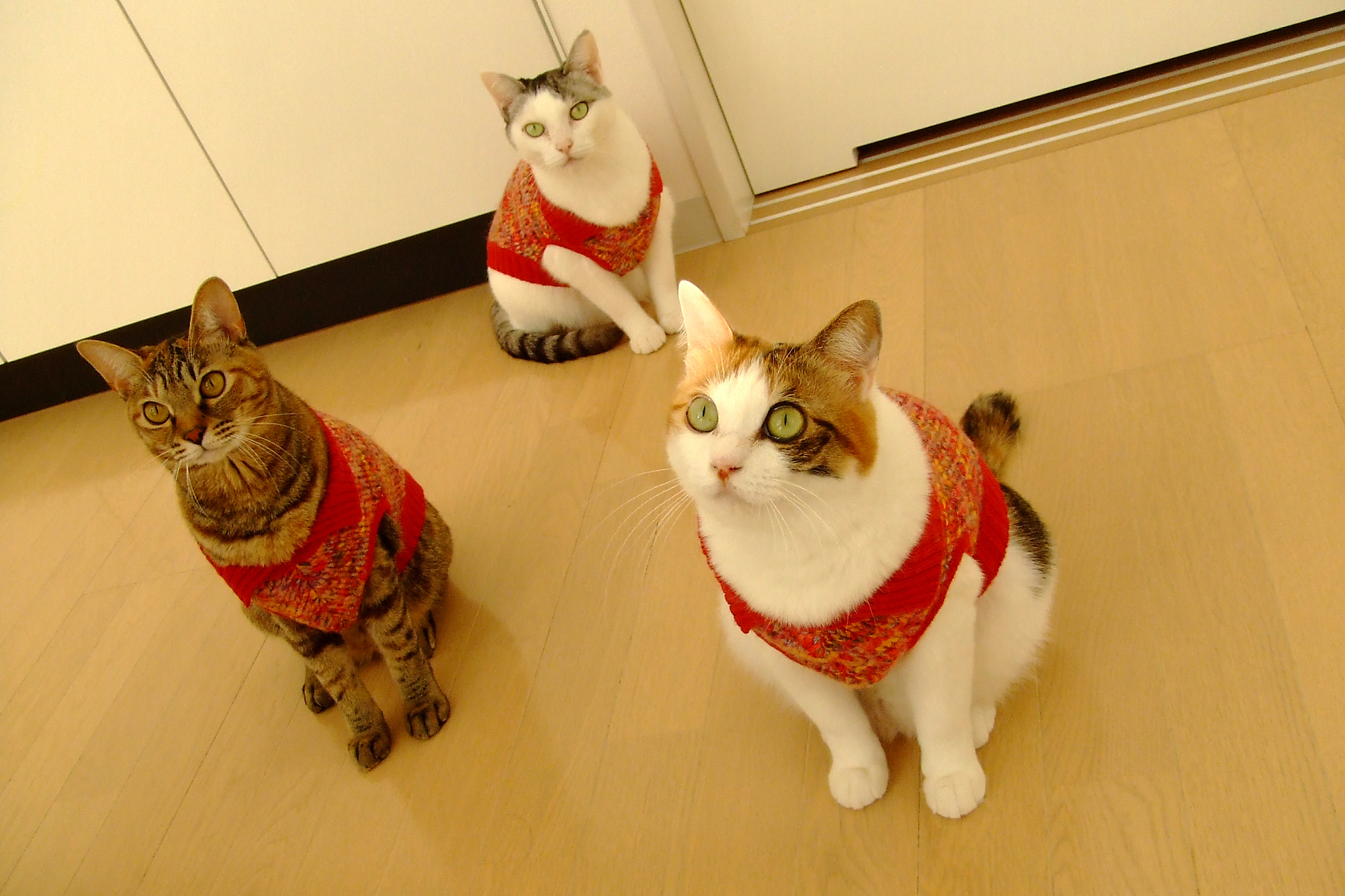 日本猫文化：从古代神灵到现代萌宠