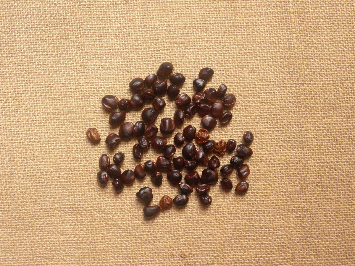 酸枣仁对失眠有什么功效