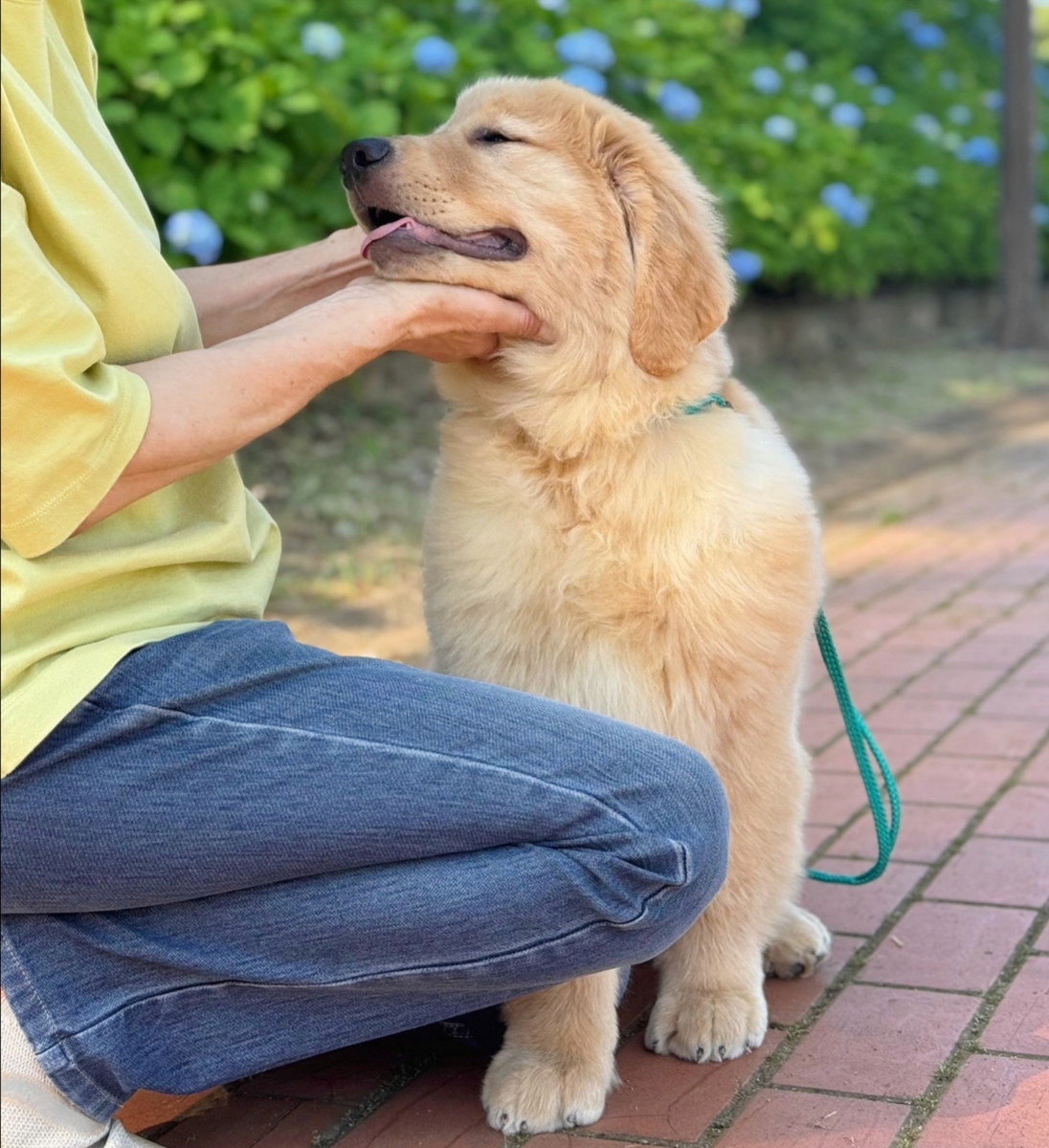 金毛犬公犬名字推荐：寓意好听又洋气的名字大全