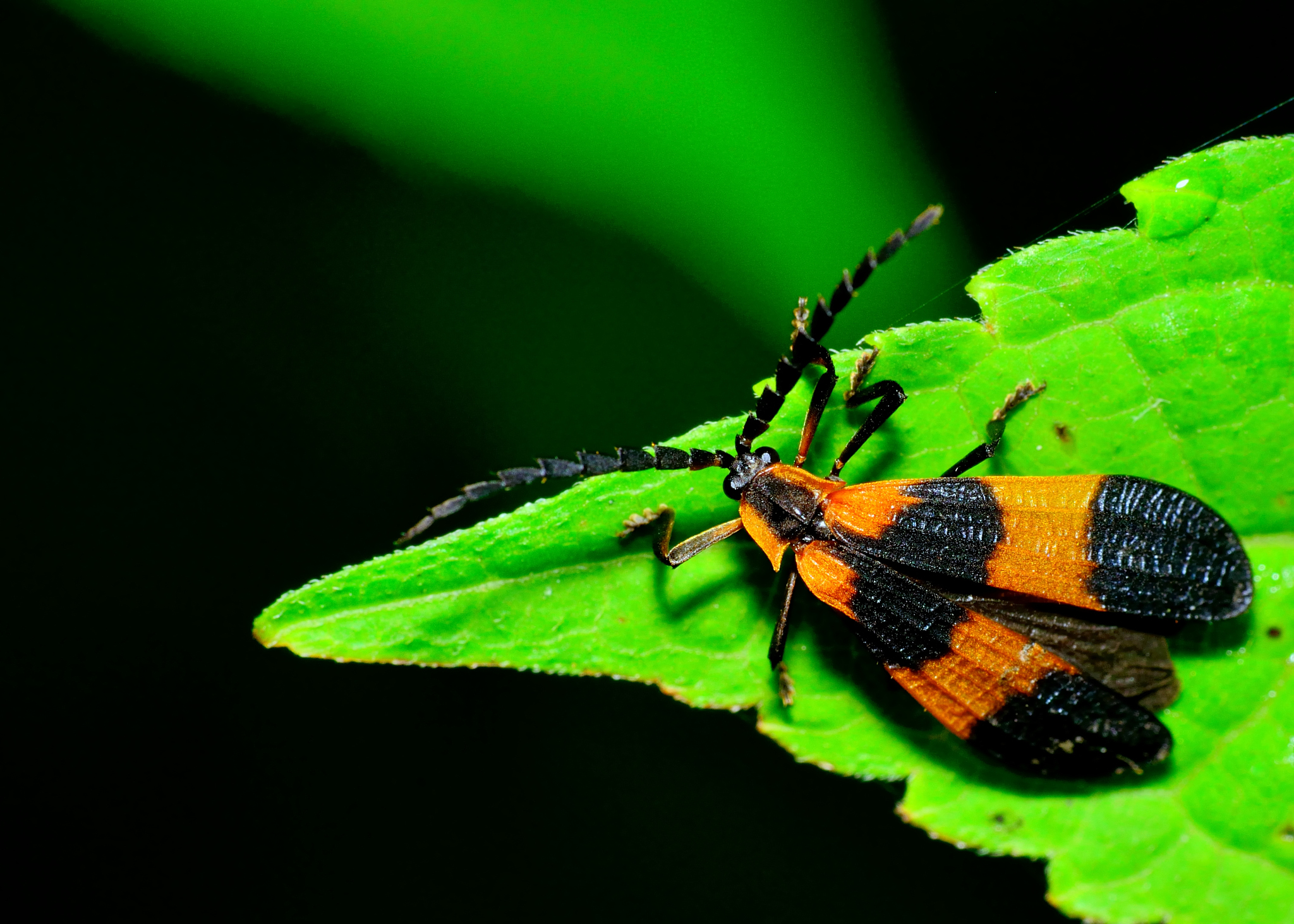 net-winged beetle