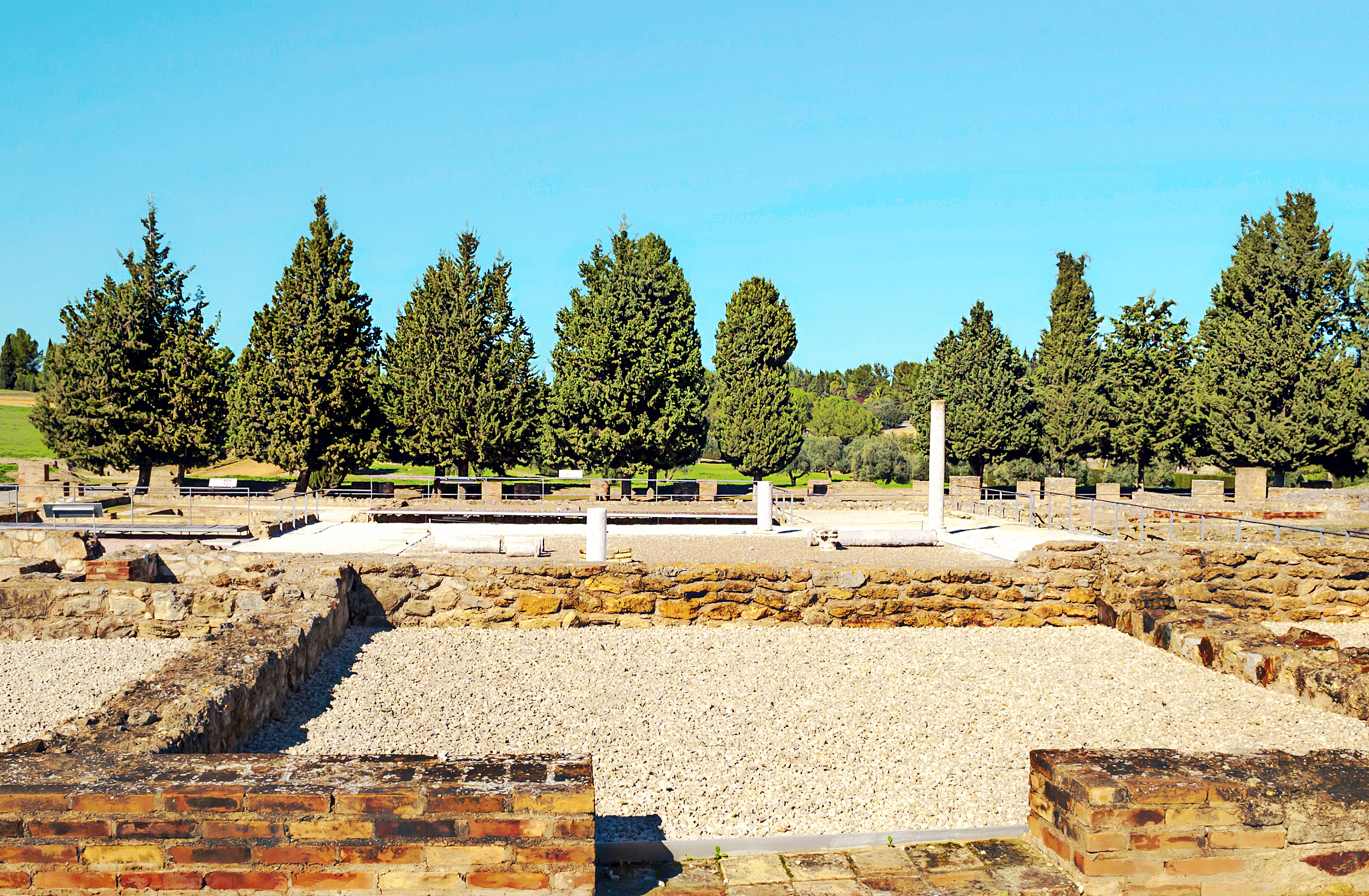 trees in the ancient ruins