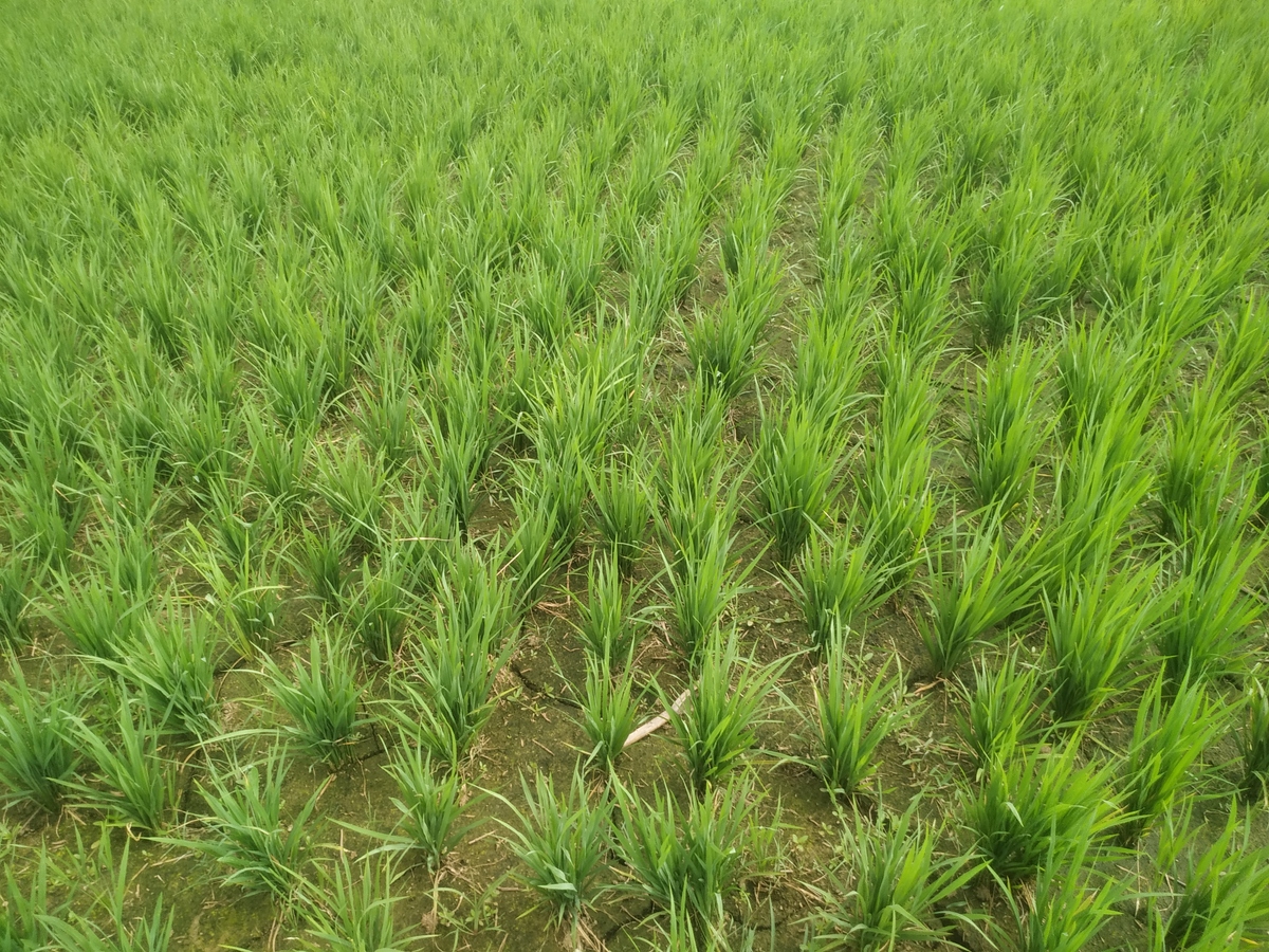 石家庄剪股颖种植指南：从选种到养护