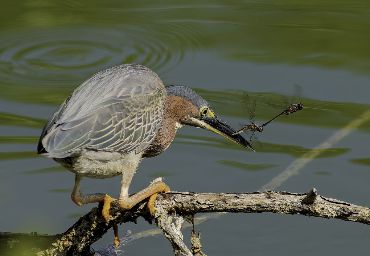 幼儿园安全教育：玩玩具要安全，危险的事情不能做