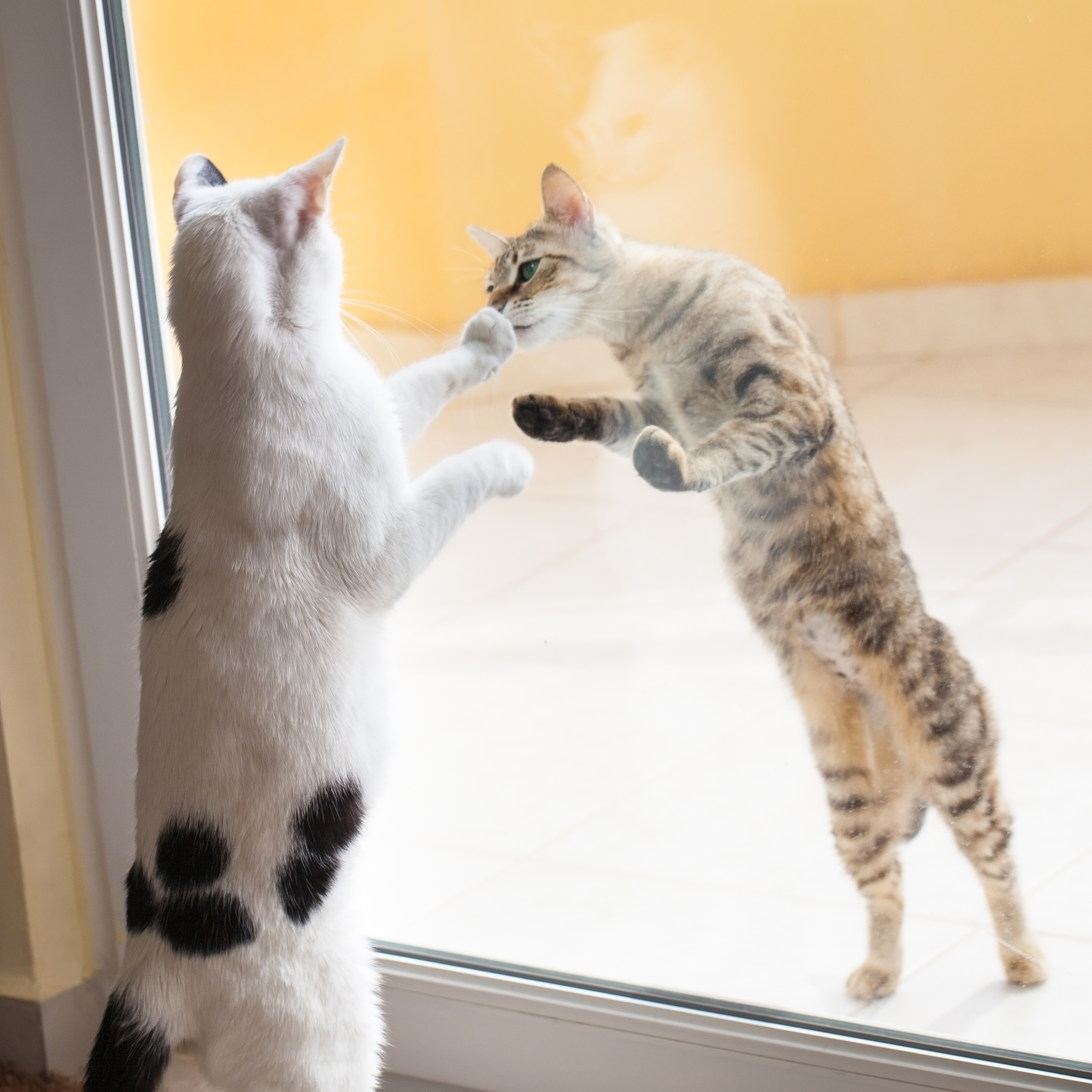 猫咪乱叫怎么办？了解原因并对症下药