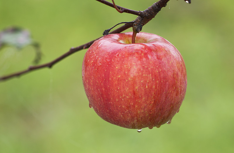 apple