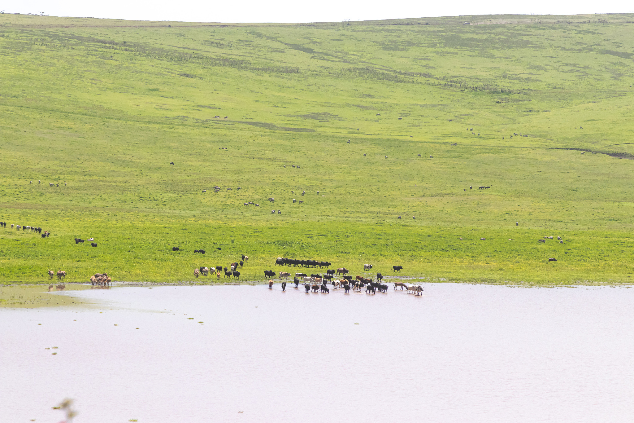 landscape of serengeti national park, tanzania