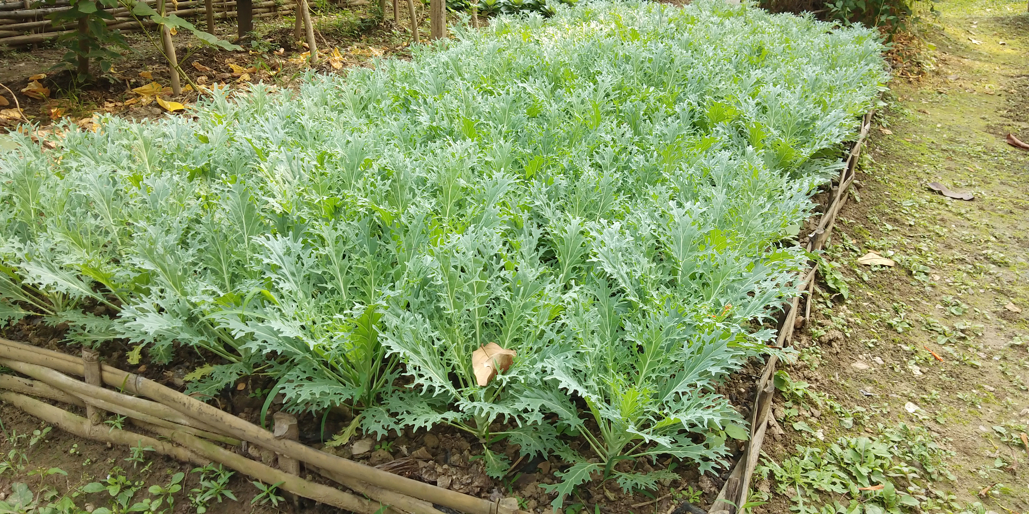 vegetable garden  in morning the winter.