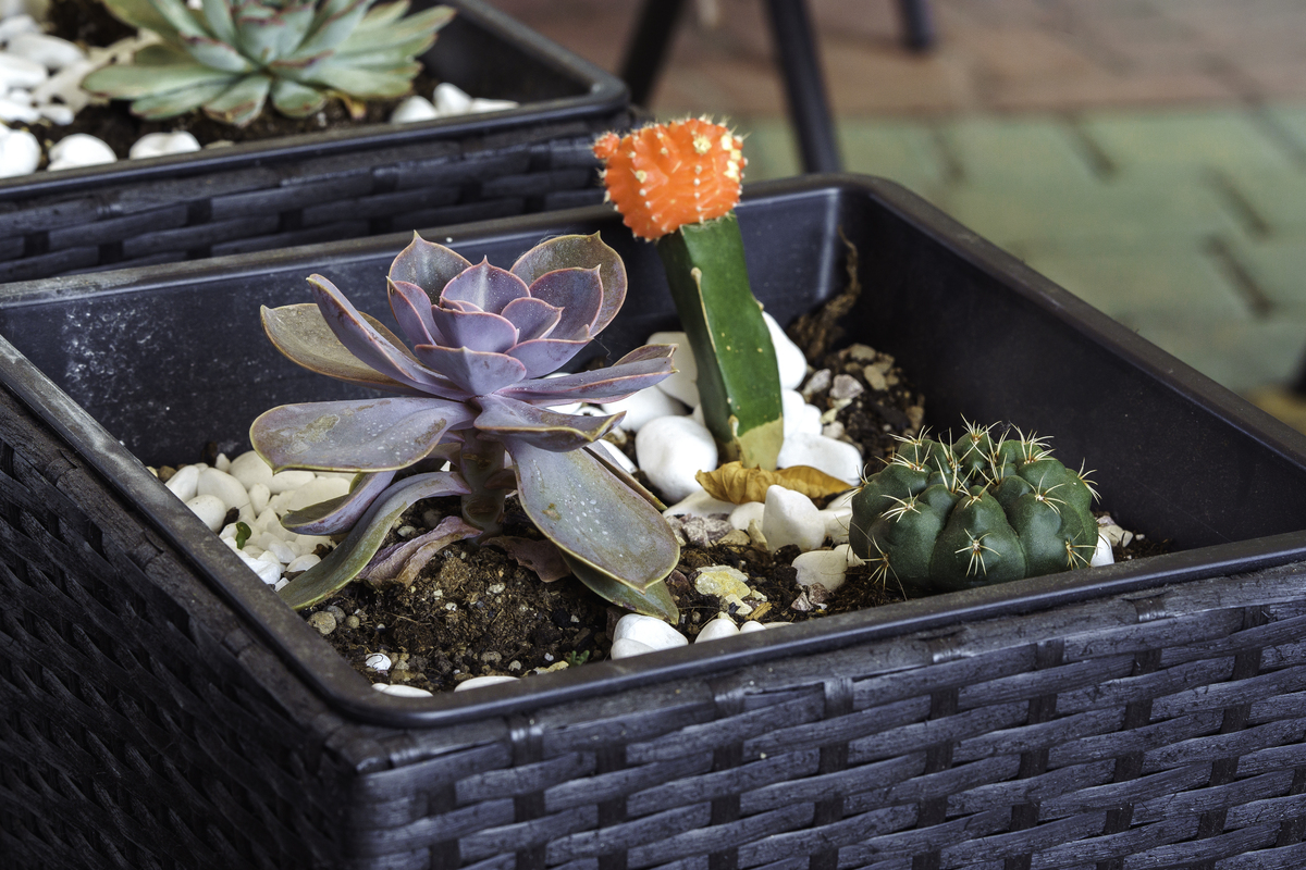 多肉水培方法和注意事项400字