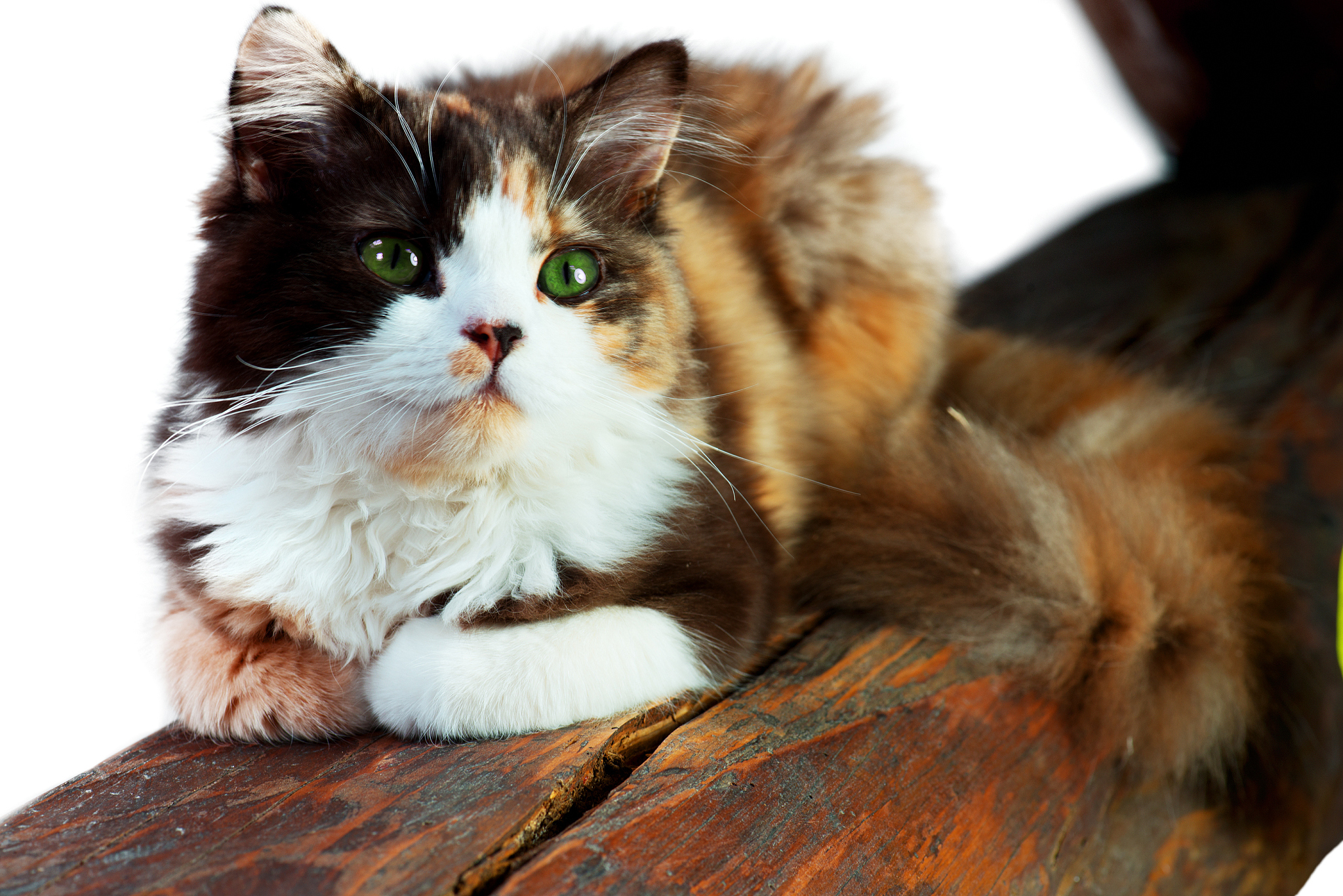 Purrfect Image Captions & Titles for Your Cat Photos