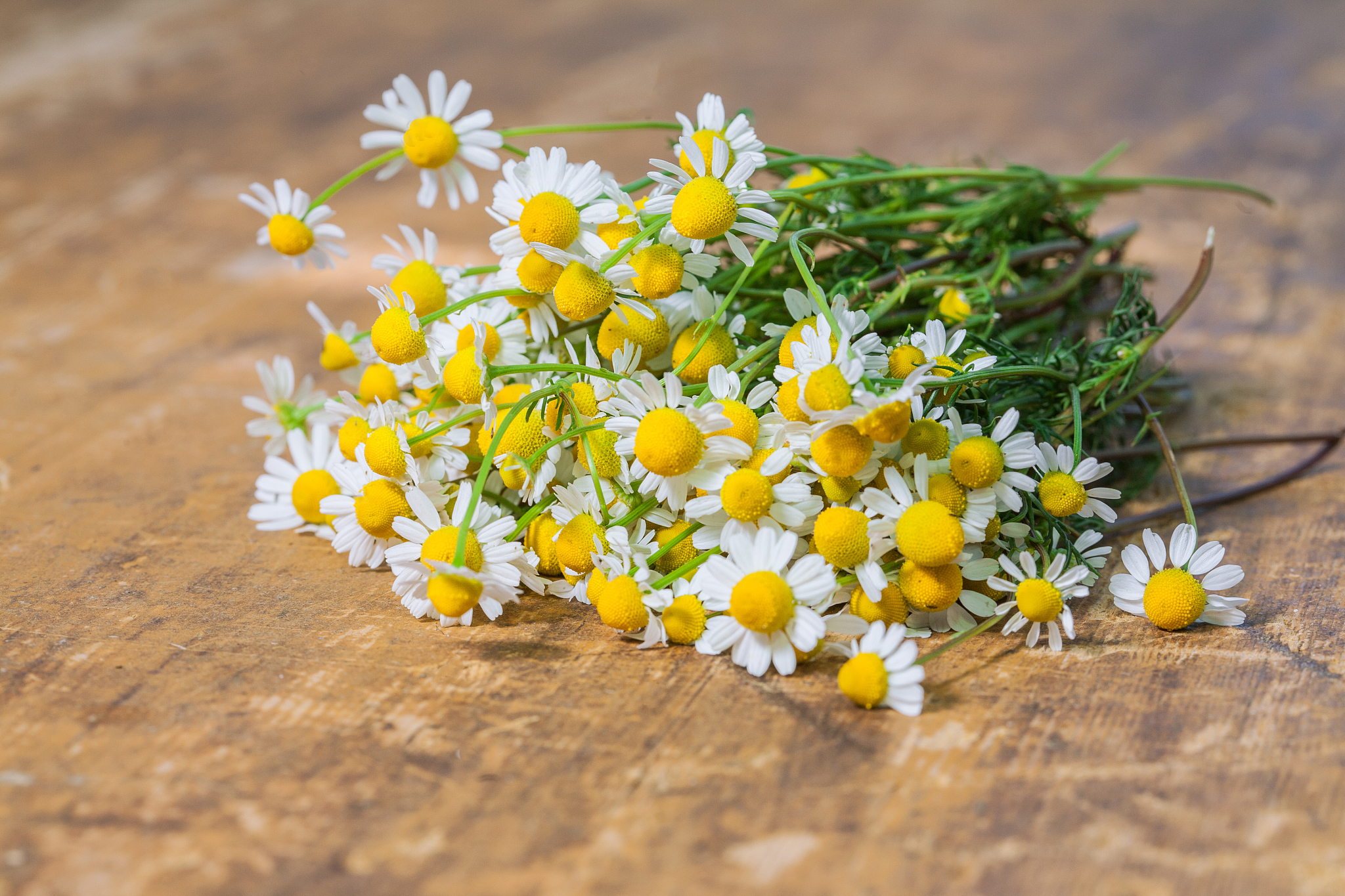 chamomile flowers