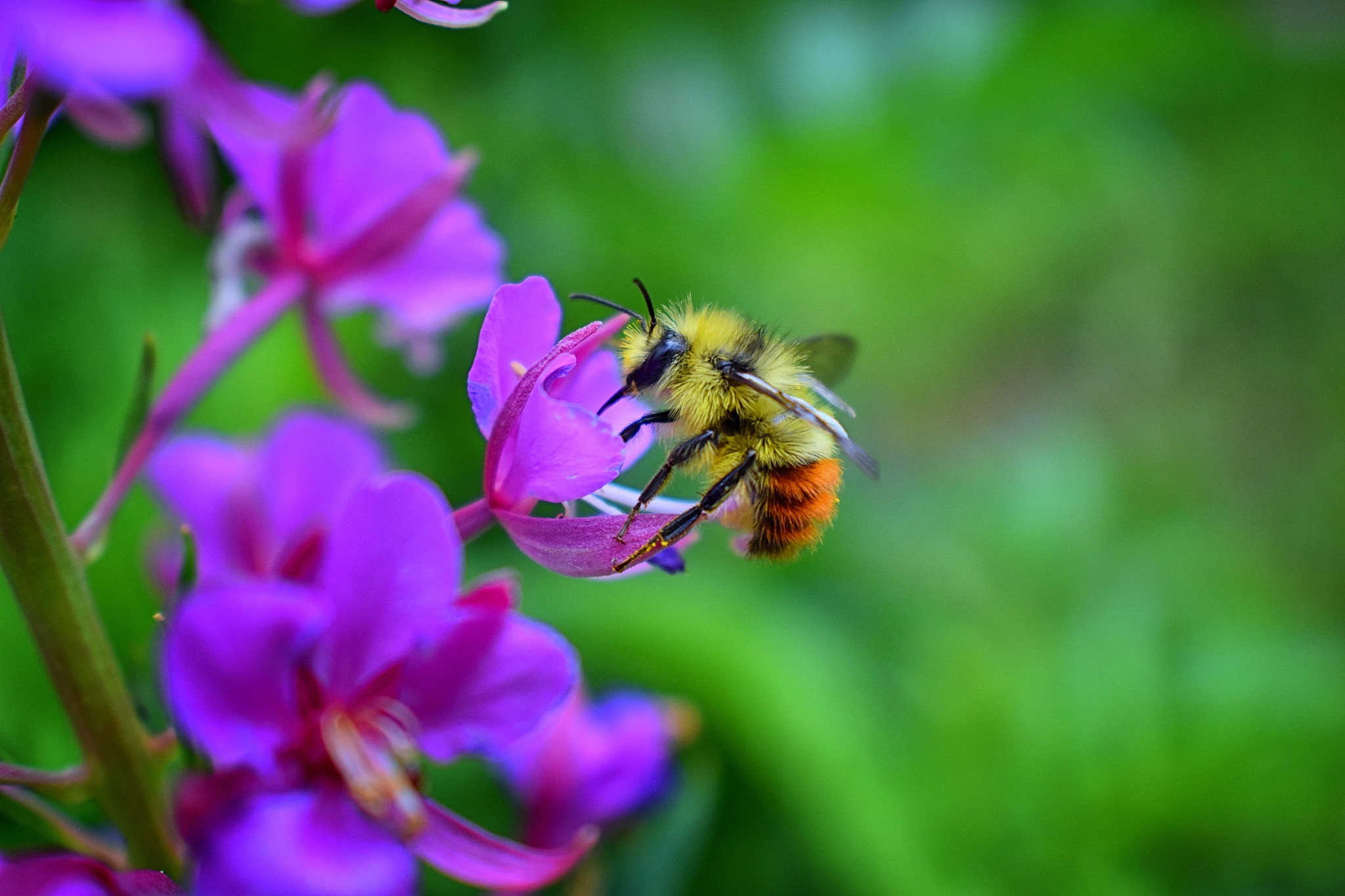 bumbl<strong>e</strong> bee (bombus huntii, hymenoptera, apidae, bombinae)