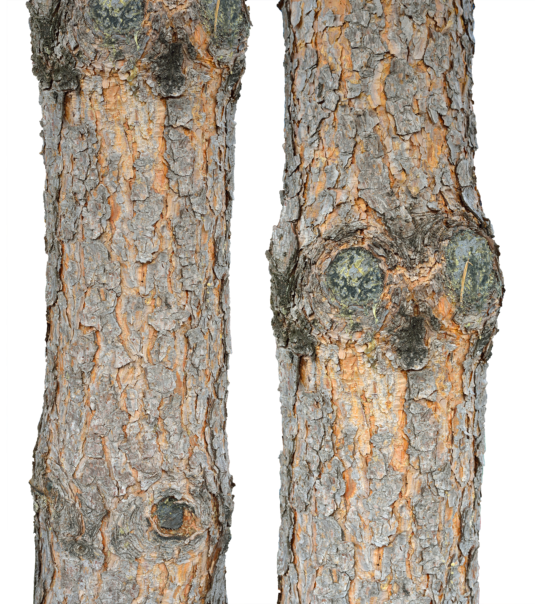 two pine trunks