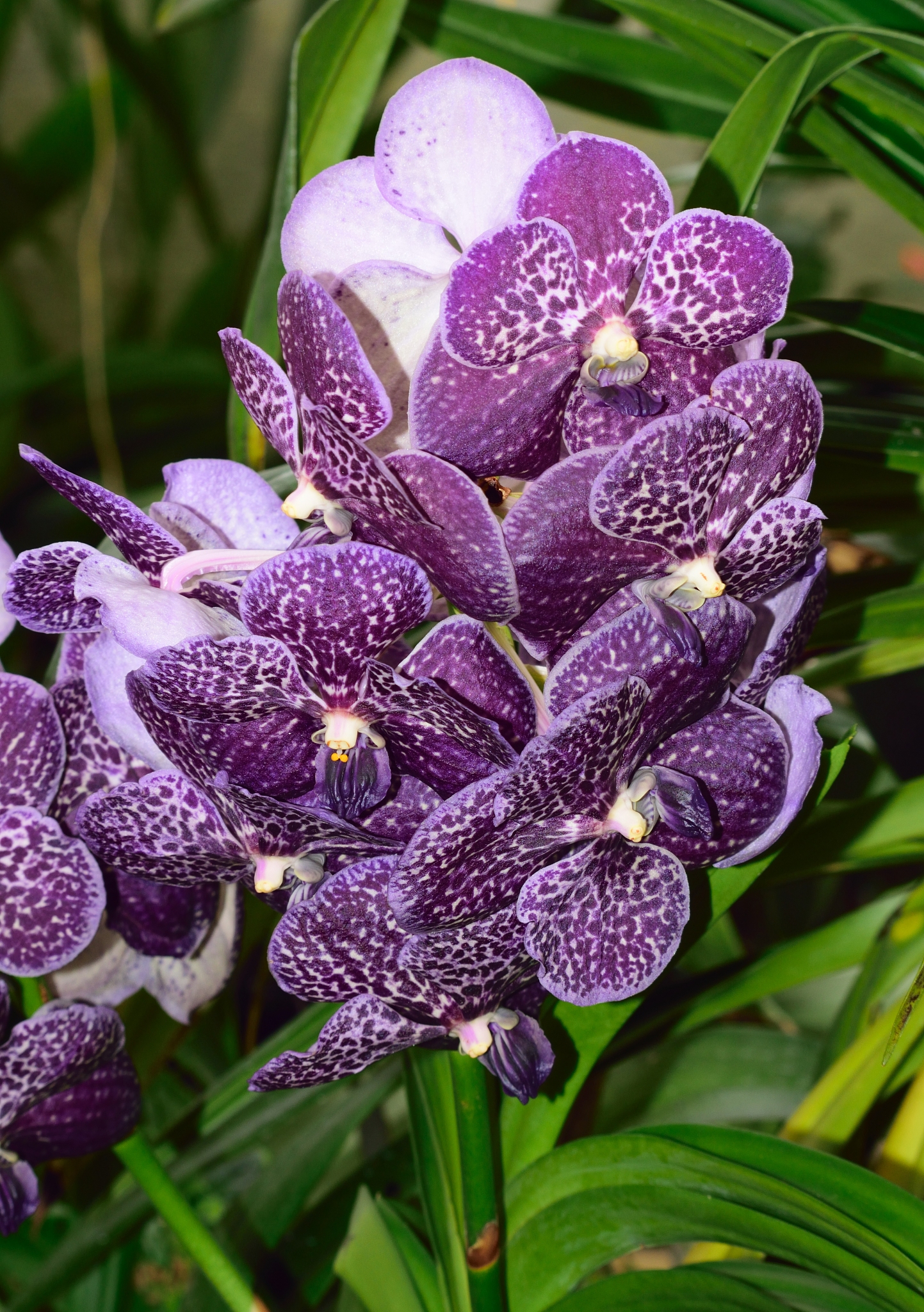 orchid.