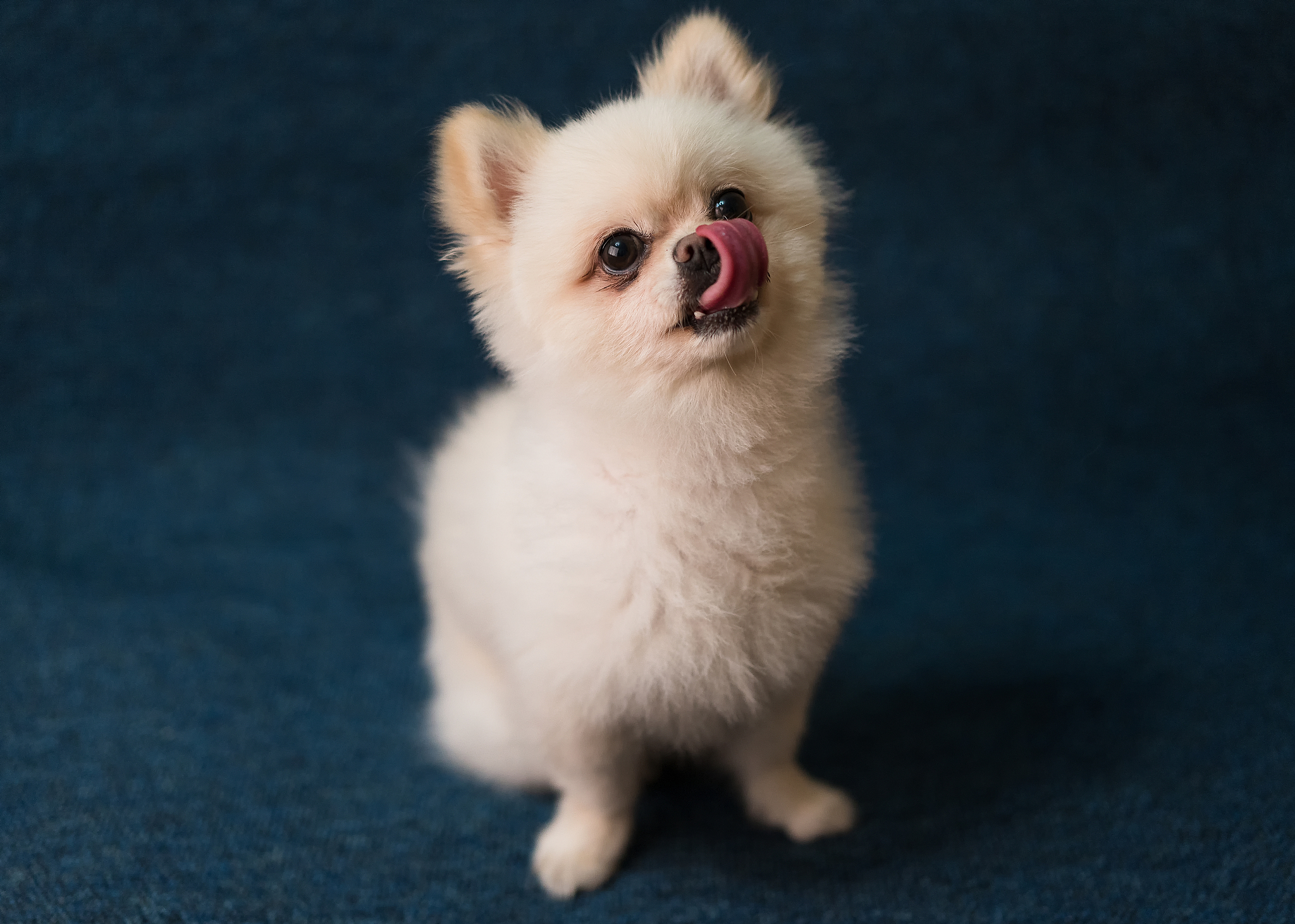 萌宠来袭！5篇让你爱不释手的萌宠文章推荐