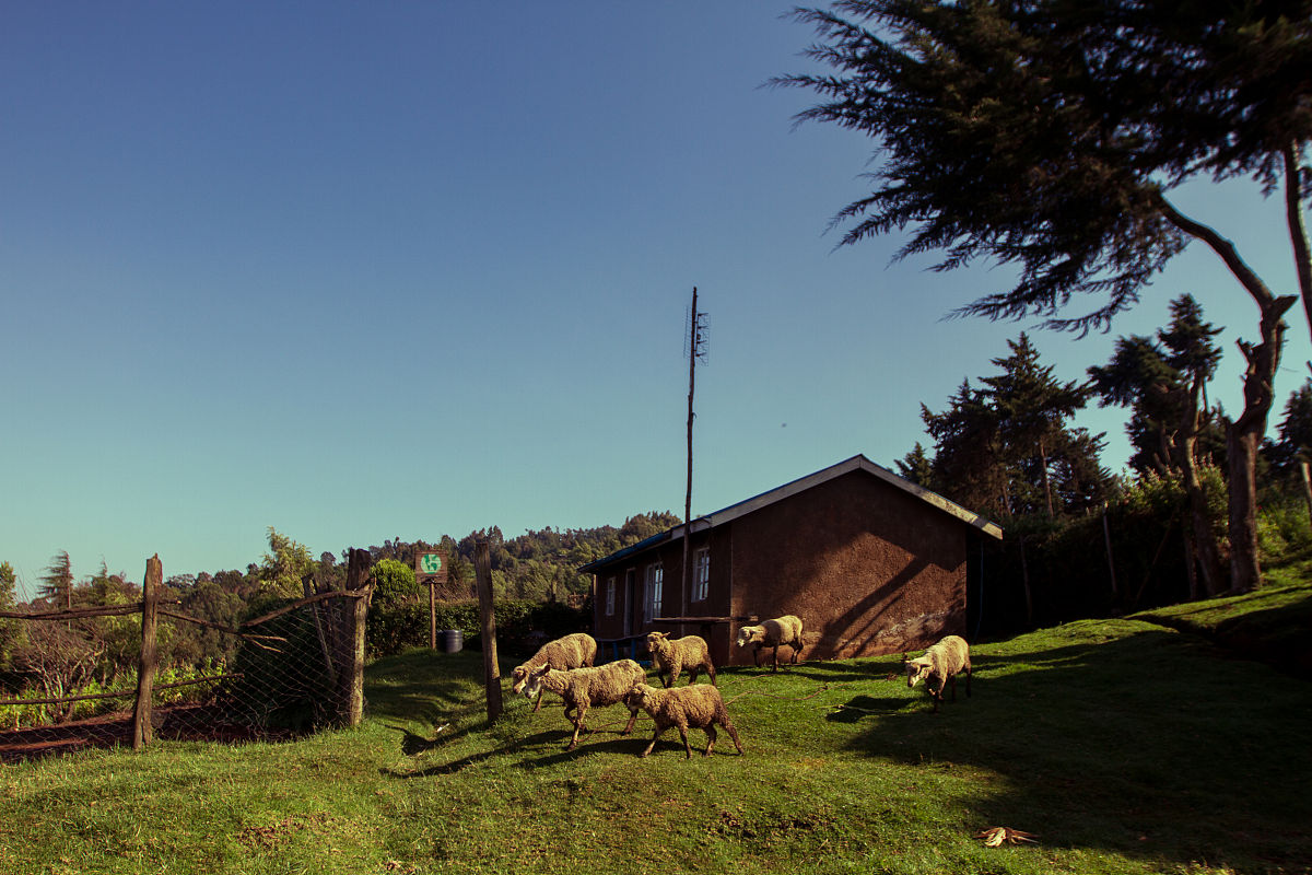 a traditional indian farmhouse with a big front lawn and kitchen garden on the side facing a lake with small hills in the background sunrise time birds flying in the sky a bunch of farm animals beauti