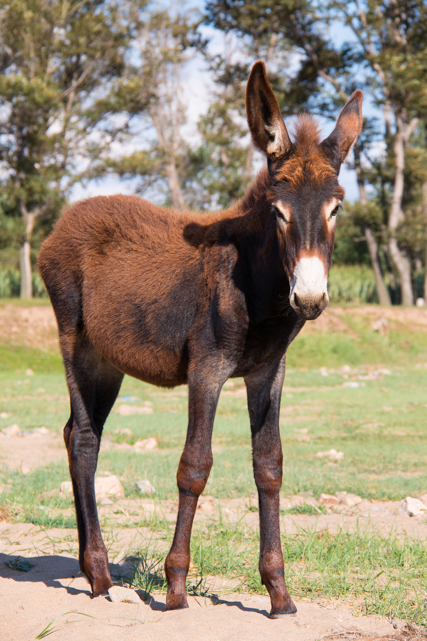 donkey