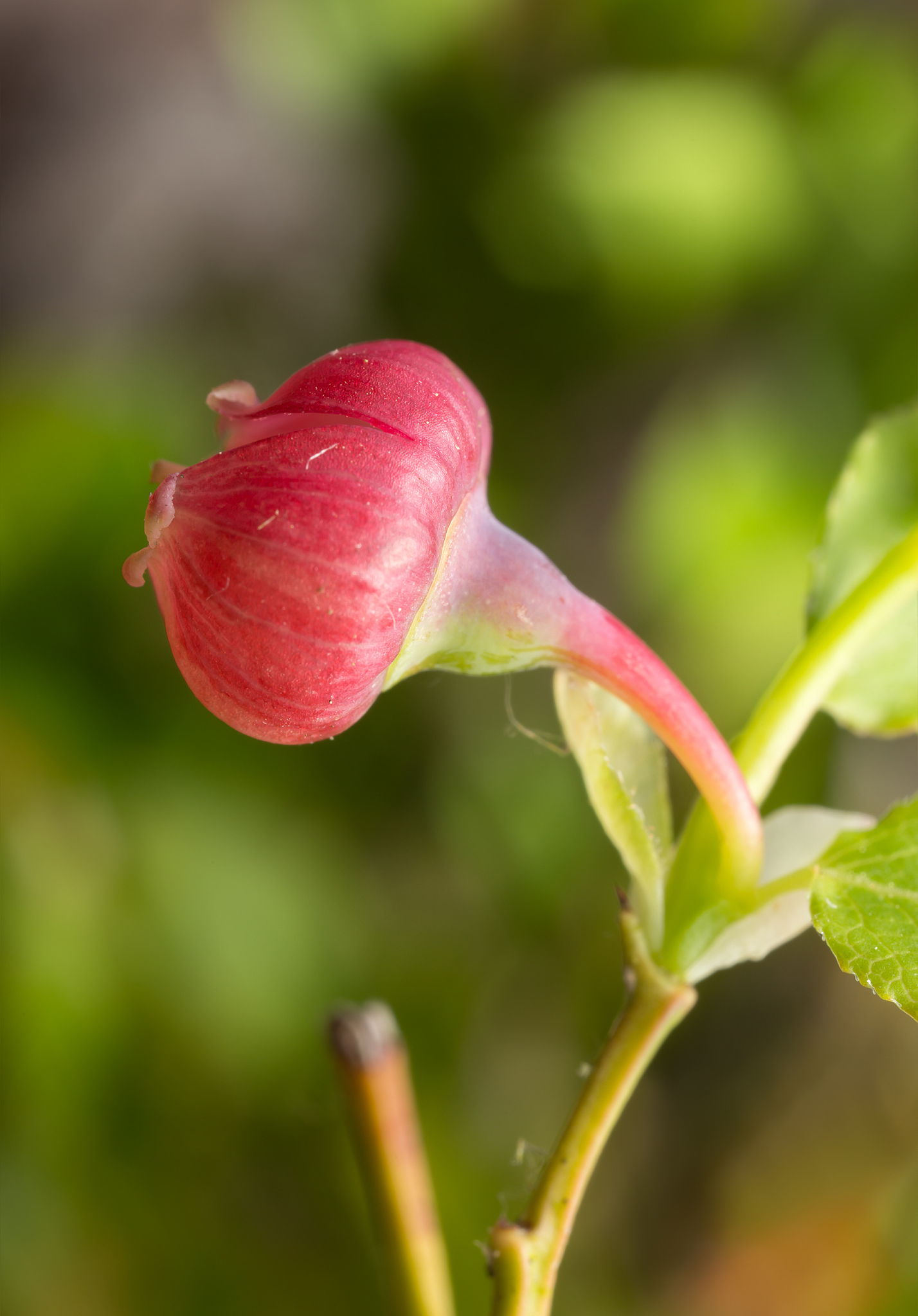 Transcriptome Analysis of VcWOX Genes in Blueberry (Vaccinium spp.) Under Different pH Conditions