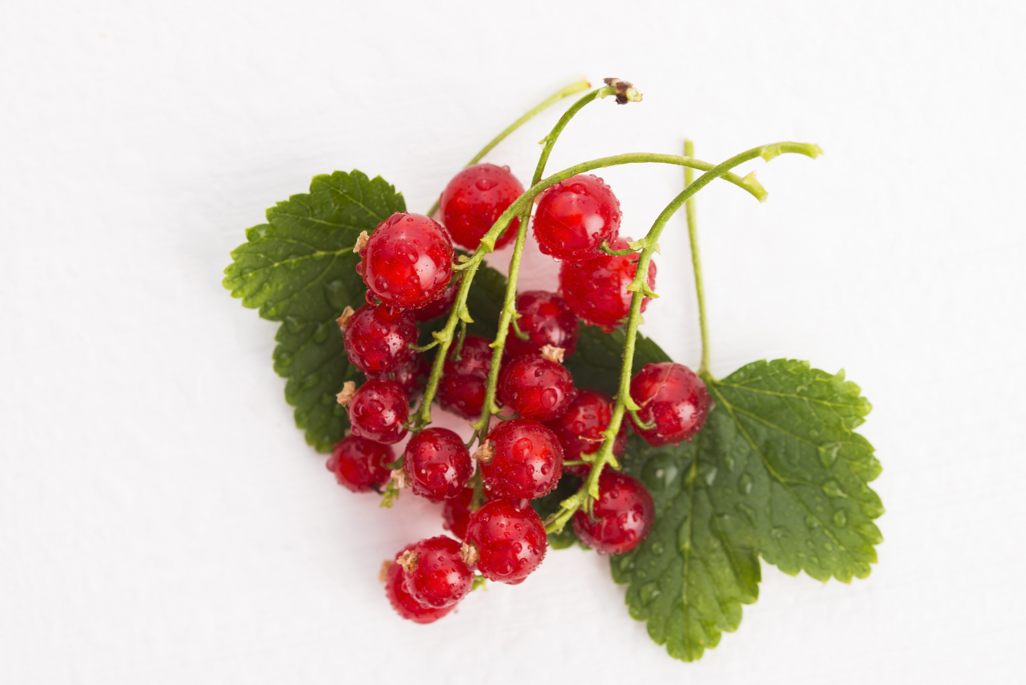 red currant close up