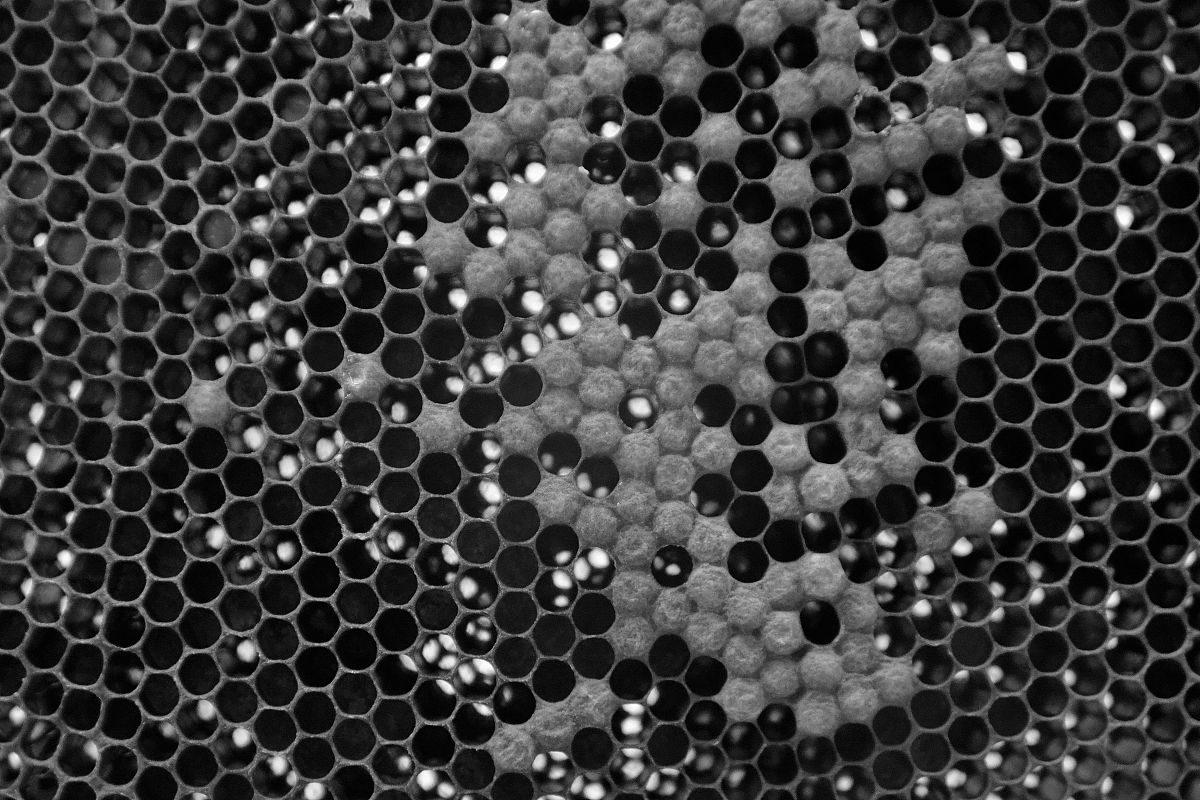 ebsd在工作中的应用