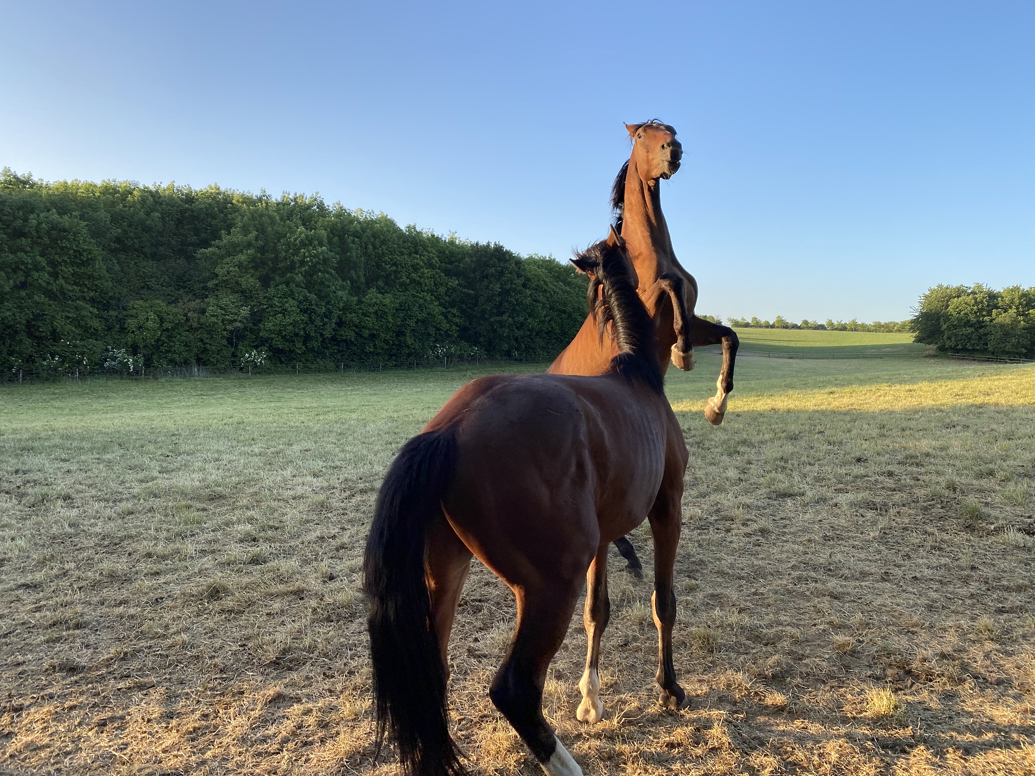 playing horses