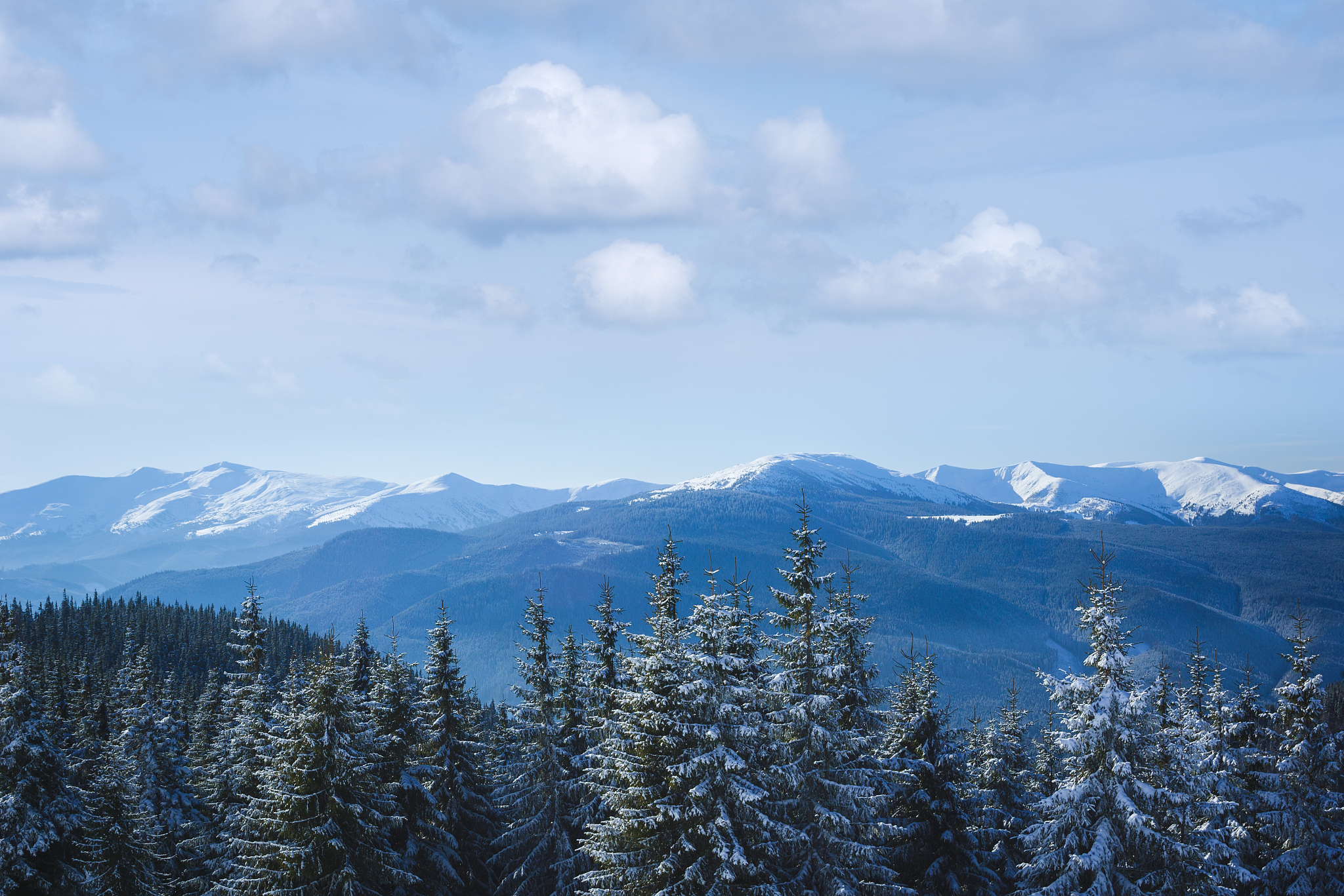 雪山白桦林，云海翻腾的壮丽景色
