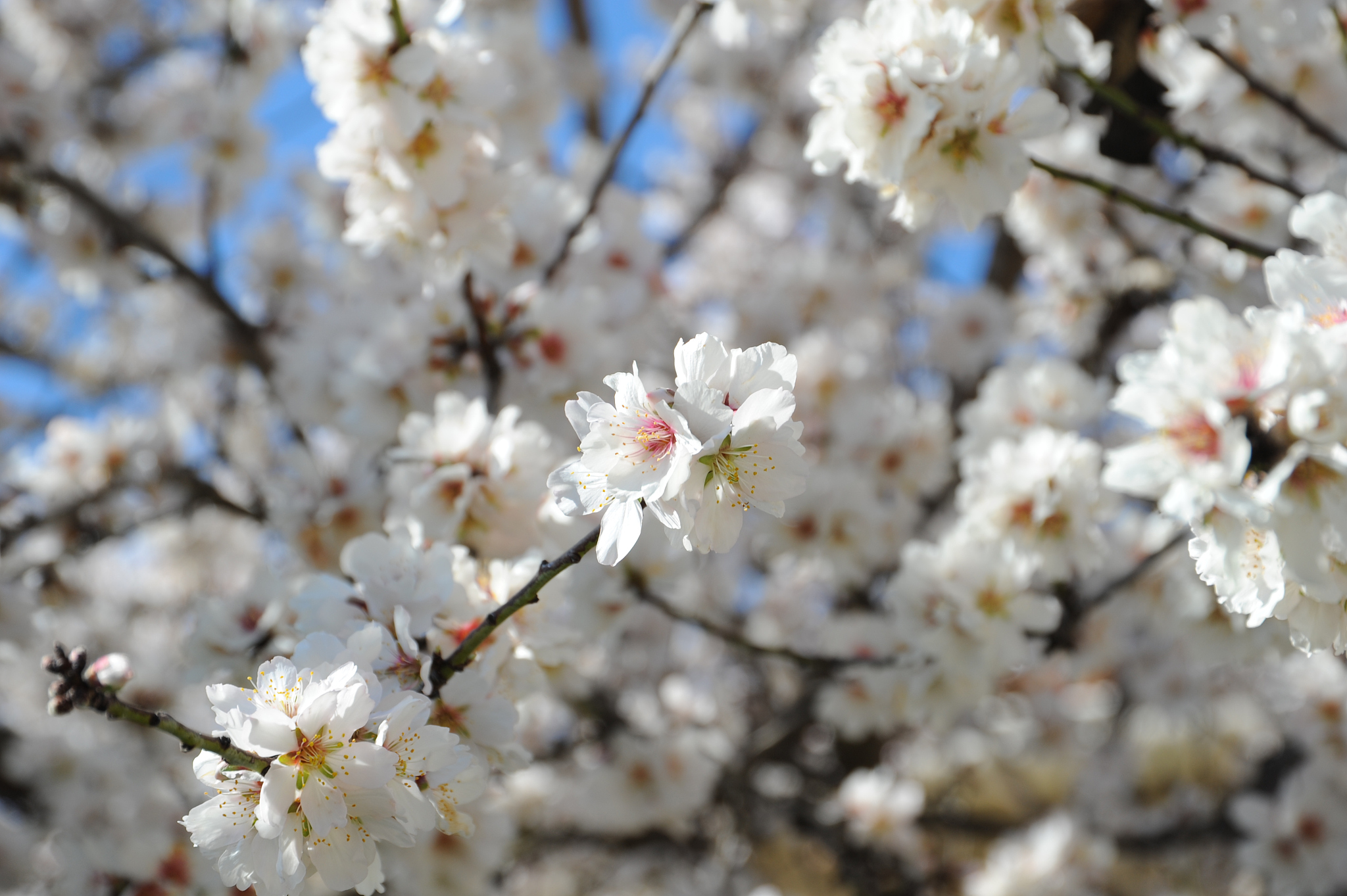 mandelblüte in spanien