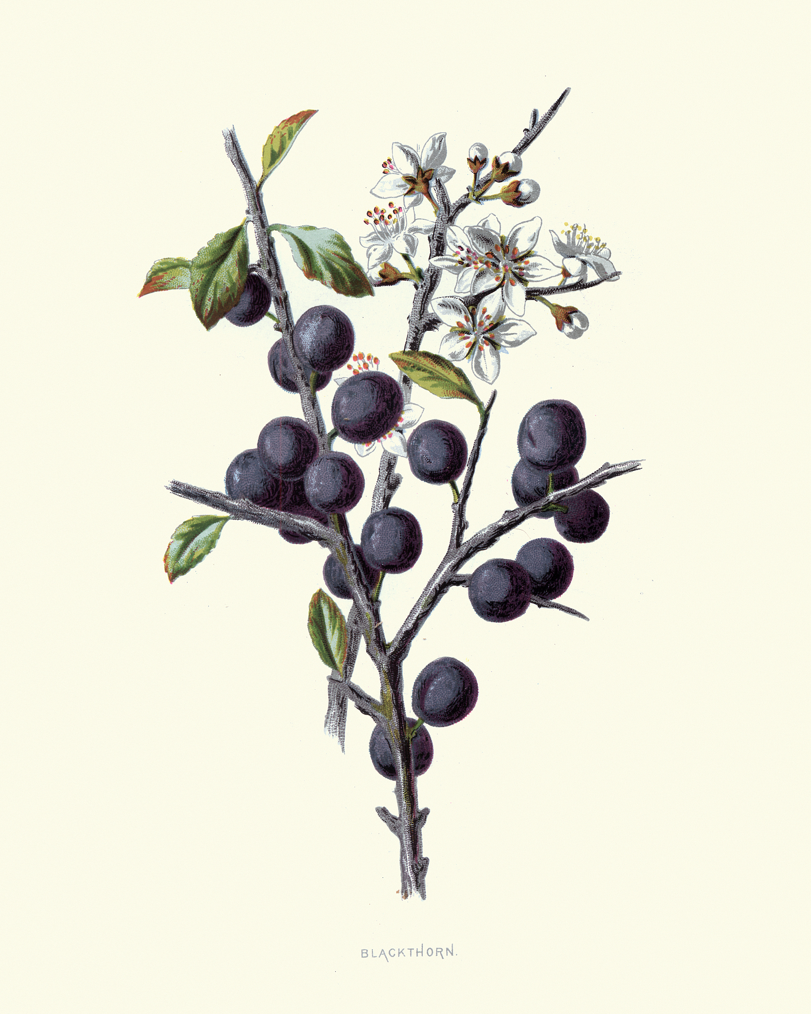 爸爸姓叶妈妈姓李爸爸是工程师妈妈是会计师男宝宝叫什么名字2023年10月出生